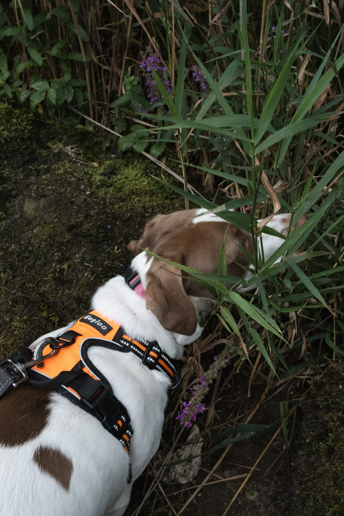 Isla exploring a wet woodland trail among ferns in the Lake District.