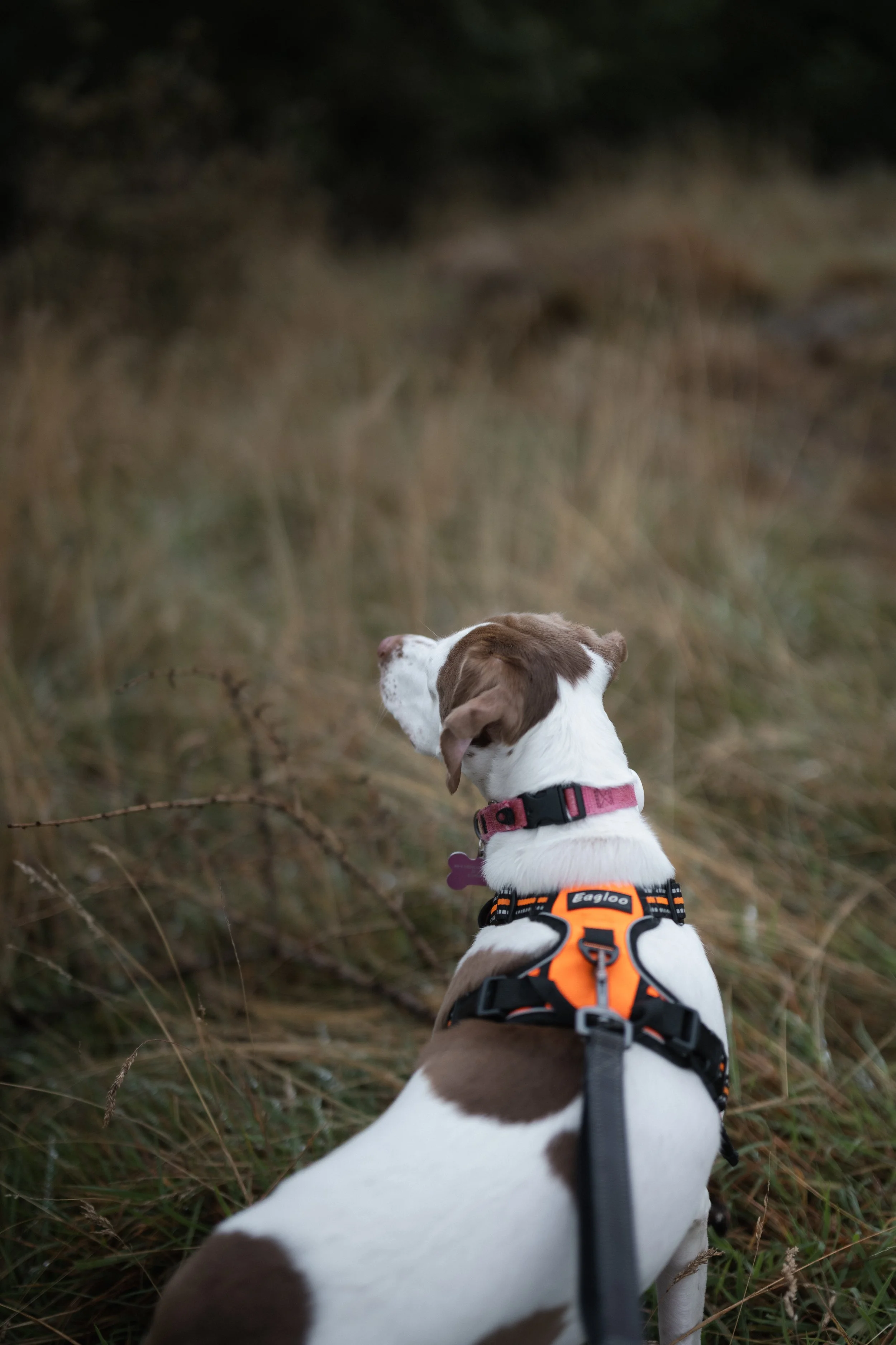 Isla, a brown and white dog in a walking harness, pausing to observe her surroundings on a quiet Lake District trail near Windermere.