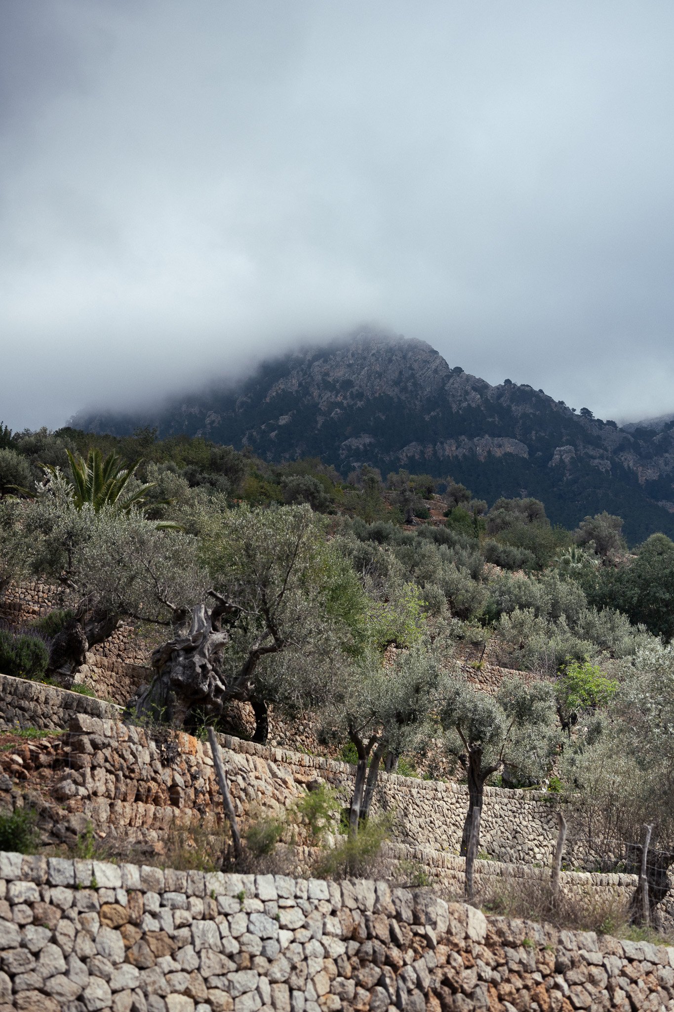 Olive terraces beneath low clouds over the Serra de Tramuntana mountains in Mallorca