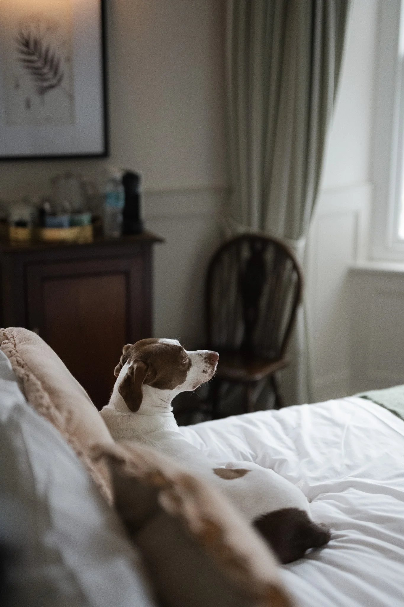 Sensitive Dog Stays 01