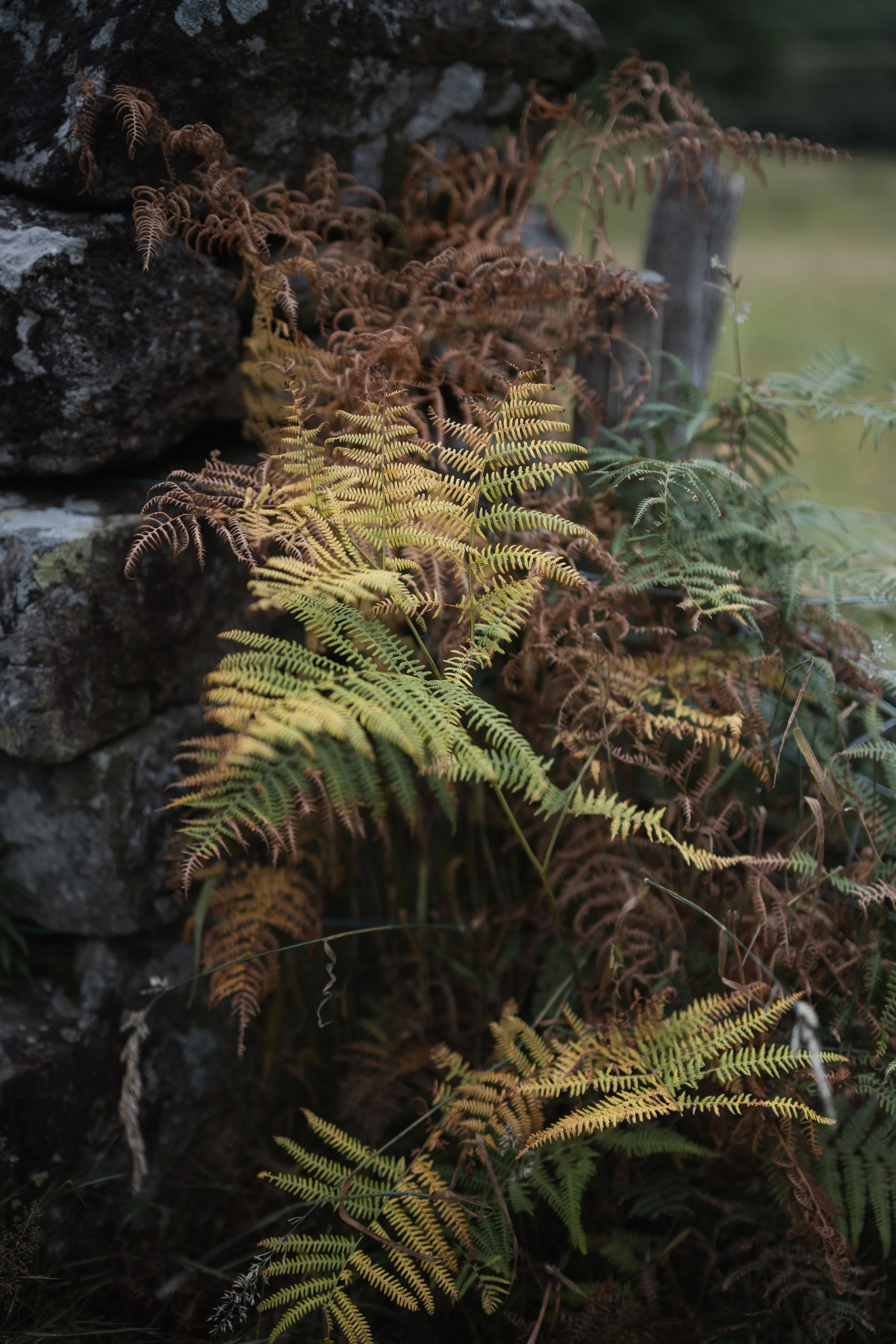Rain-dampened bracken and grasses along a Lake District walking trail.
