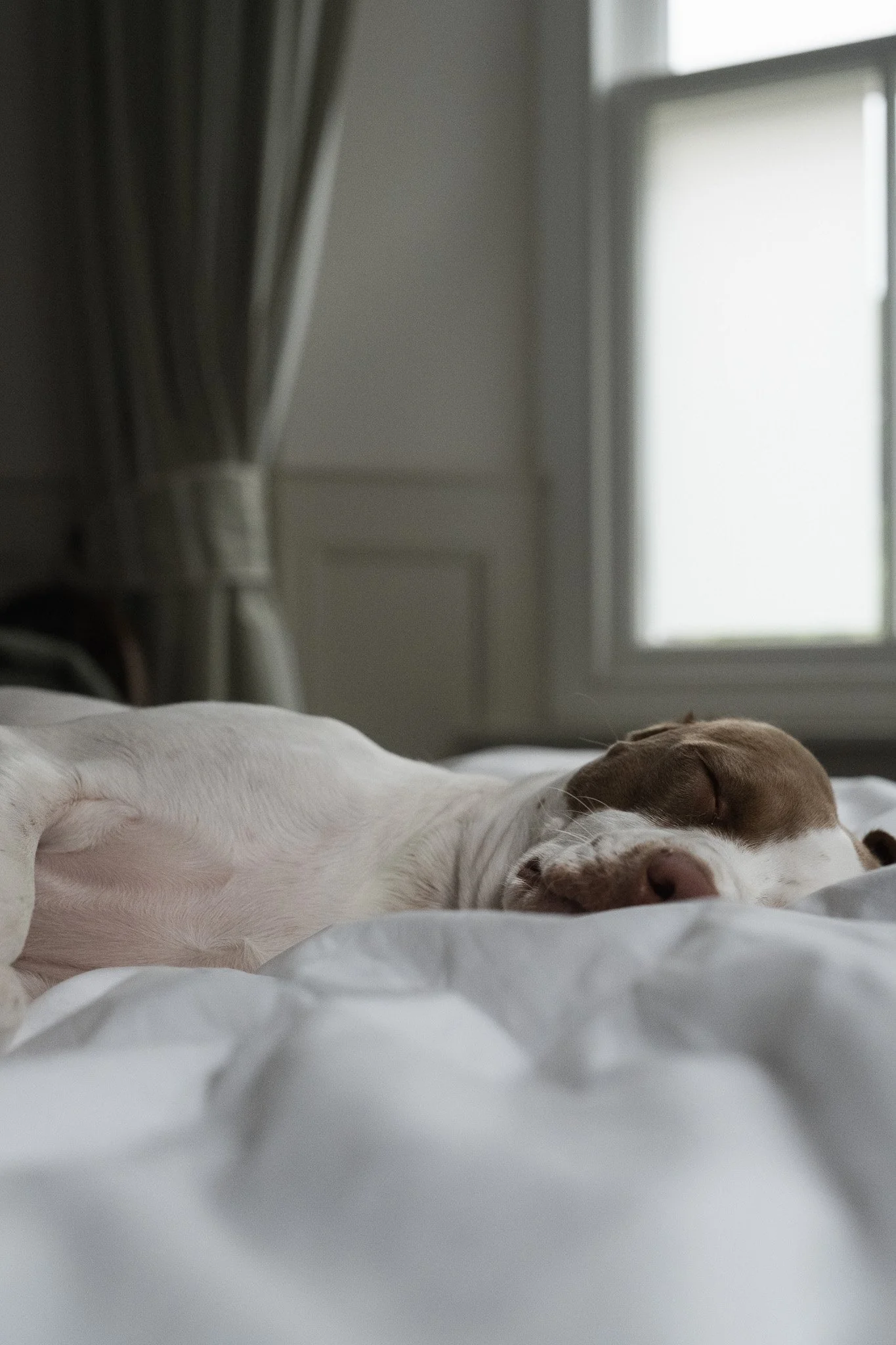 Isla, a brown and white dog, sleeping on the bed beside a softly lit window during a stay at The Penn in Windermere.