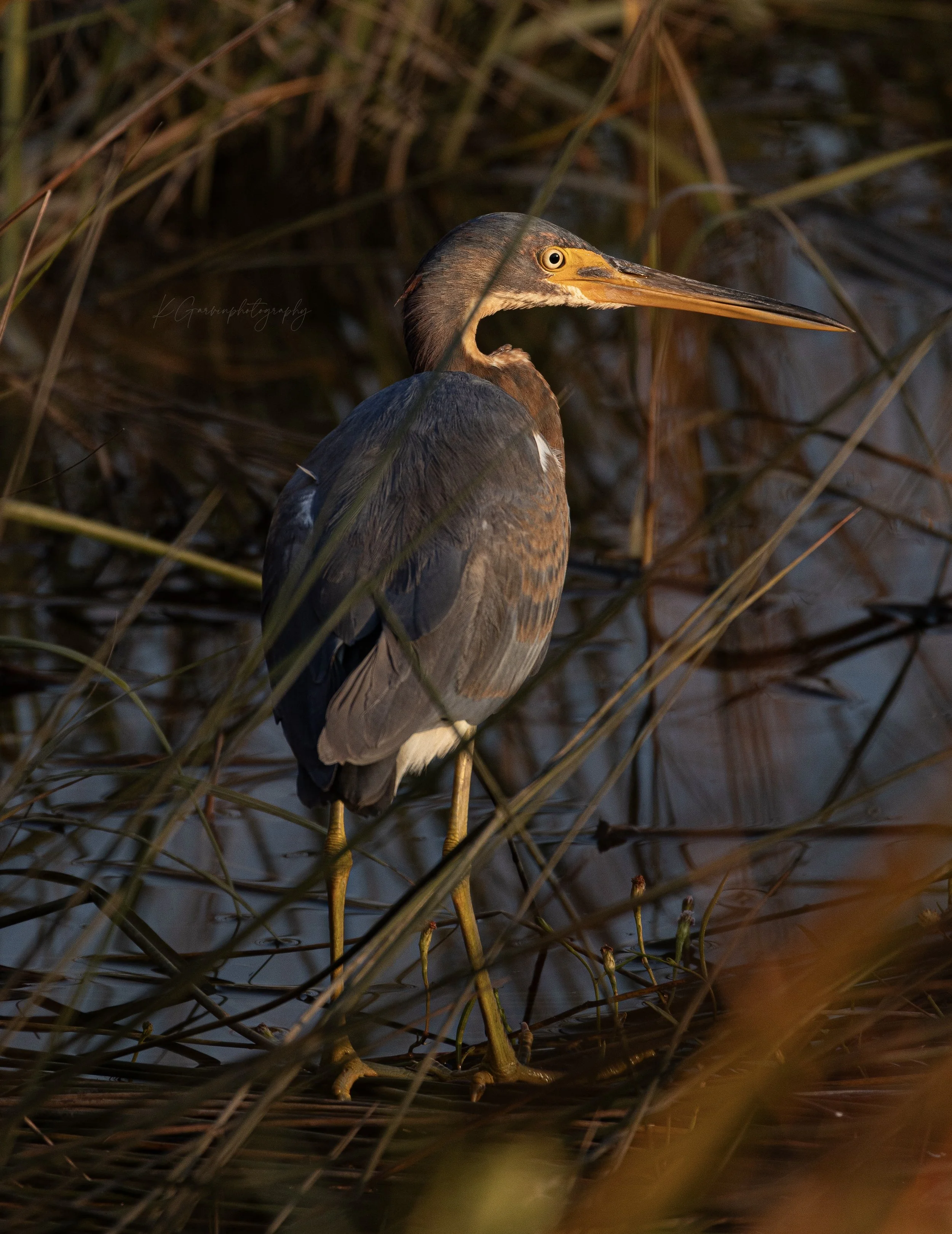 Tricolored Heron Paused in a Dim, Quiet Wetland