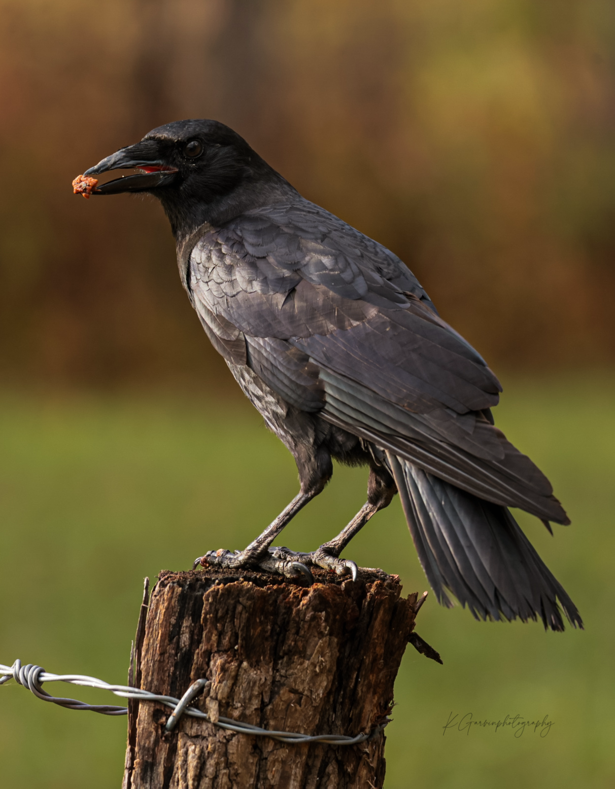 The Dark Winged Wanderer