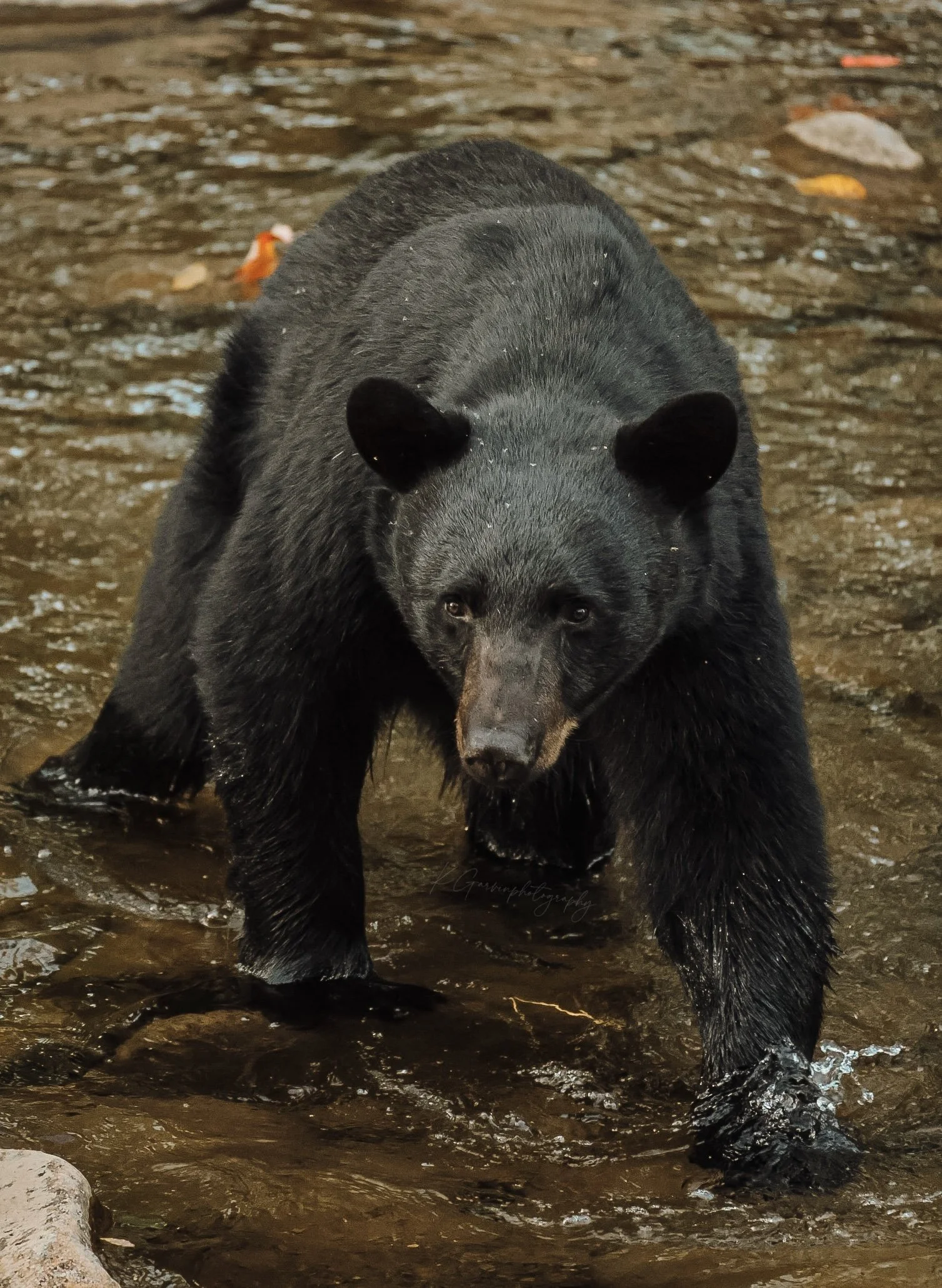 The Watcher of the Creek