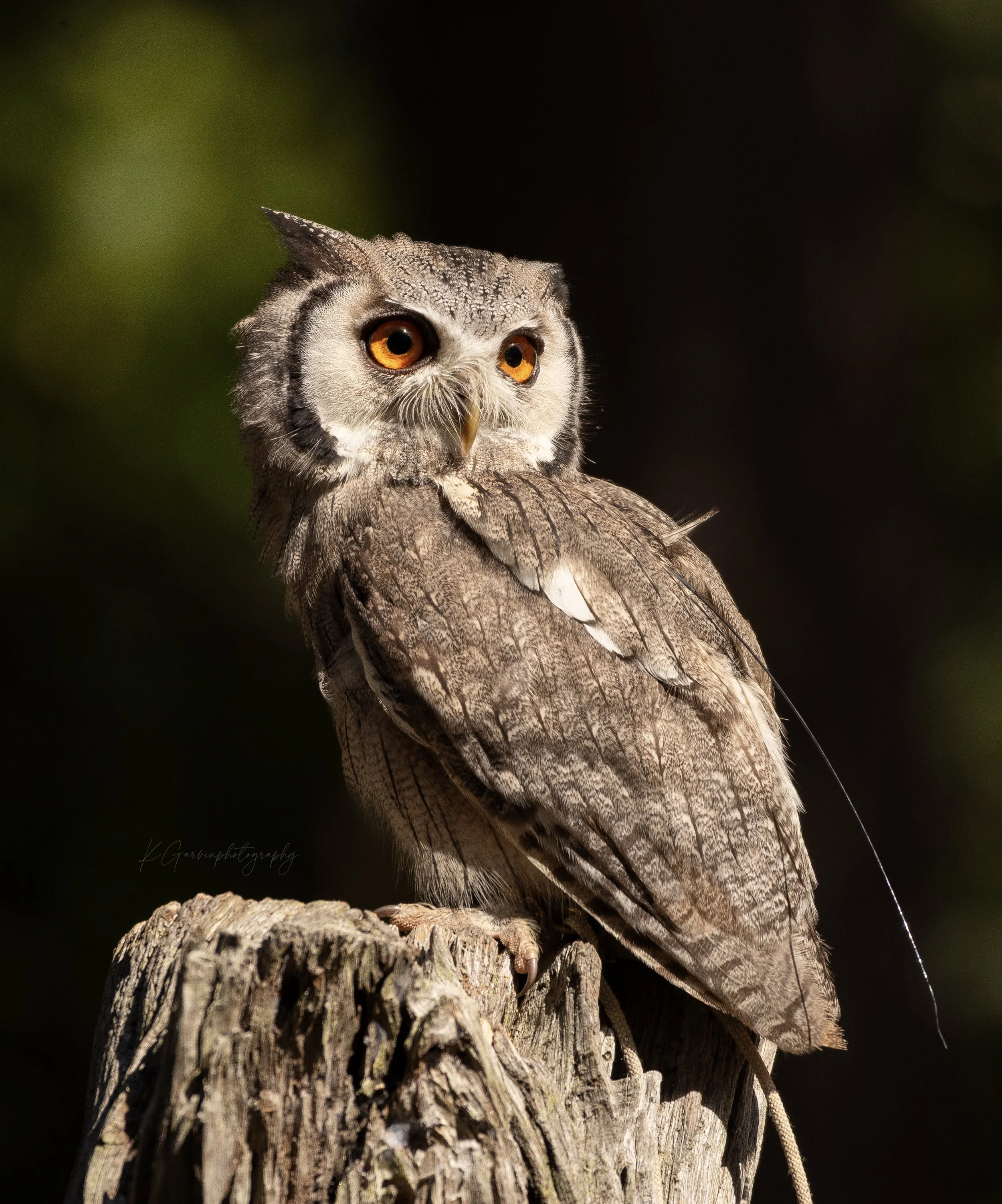 The Watchful White Face