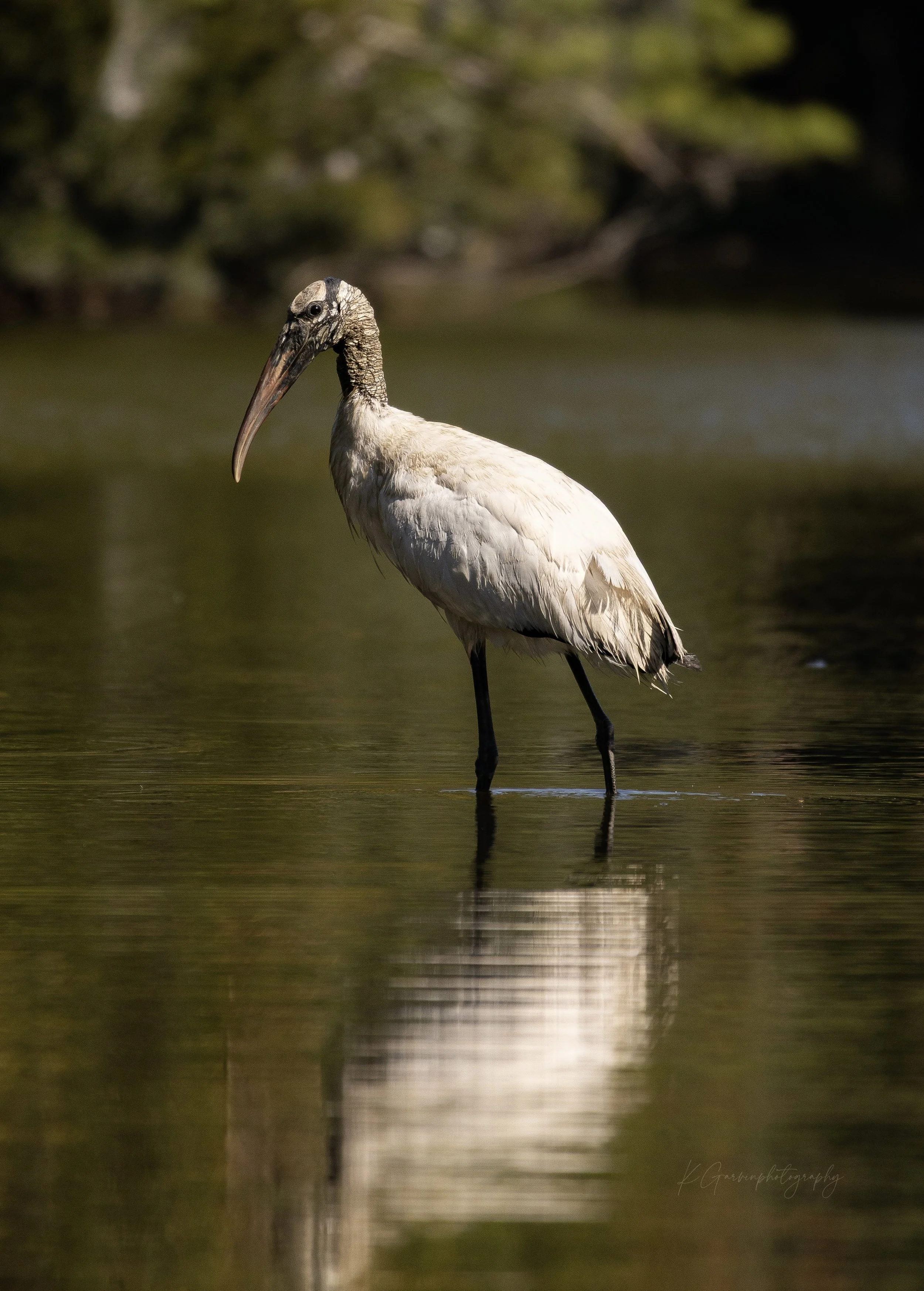 Wood Stork Reflections