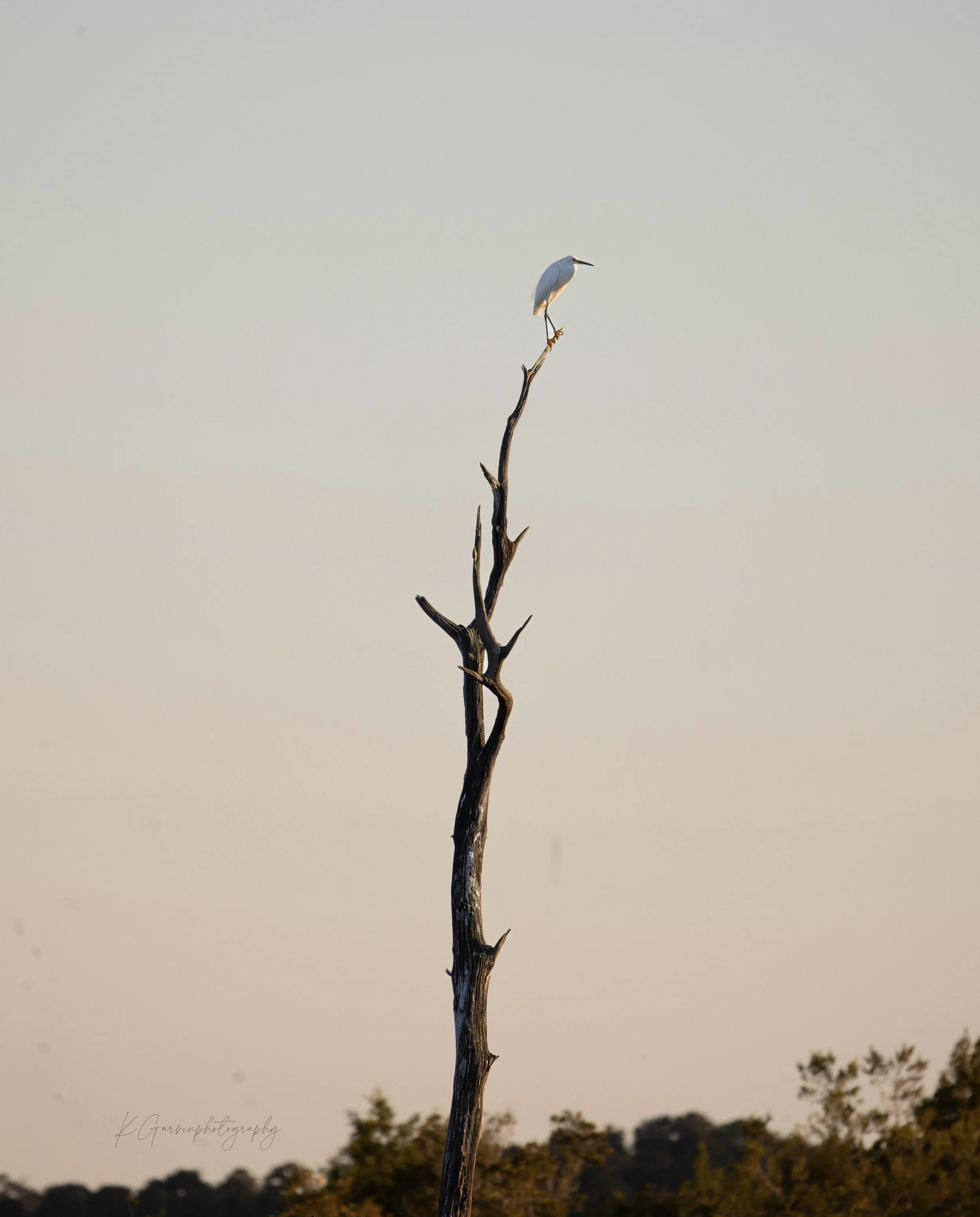 Light Feather on a Dark Tree