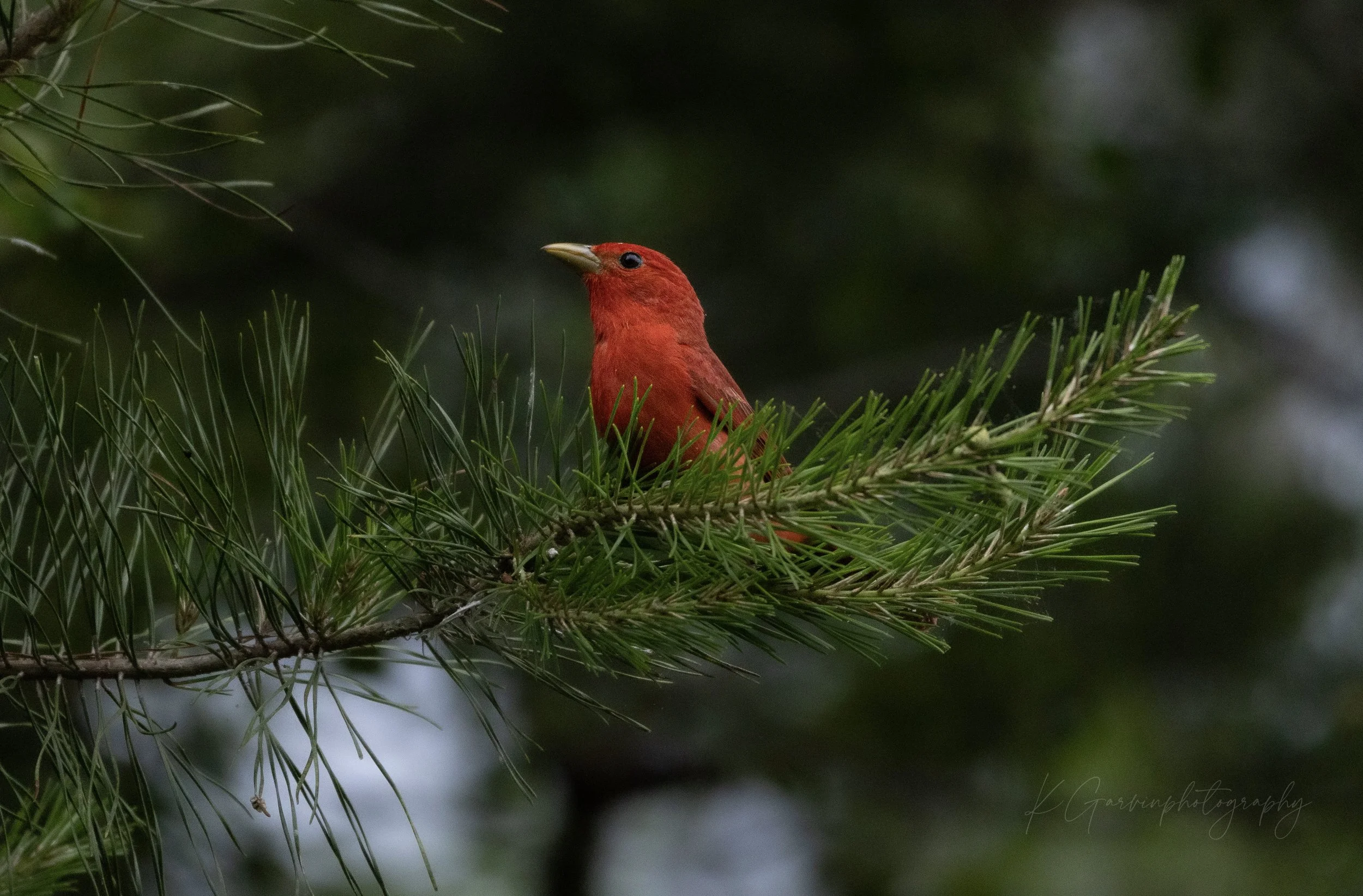Summer Tanager Perched Among the Pines