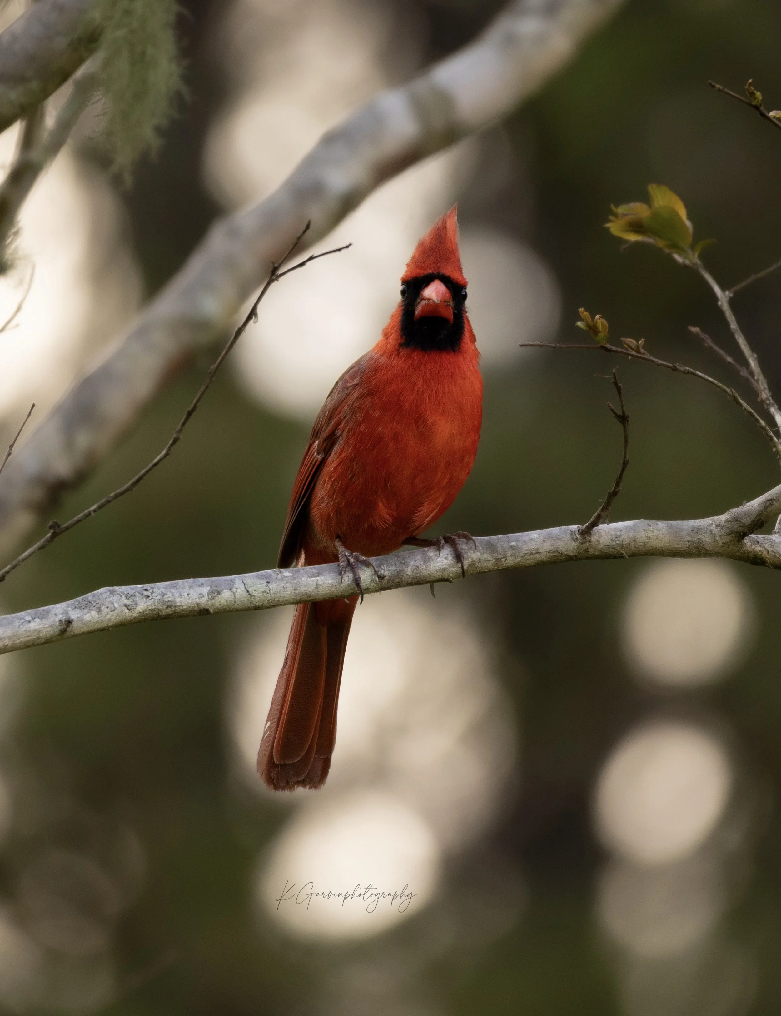 A Cardinal's Unblinking Gaze