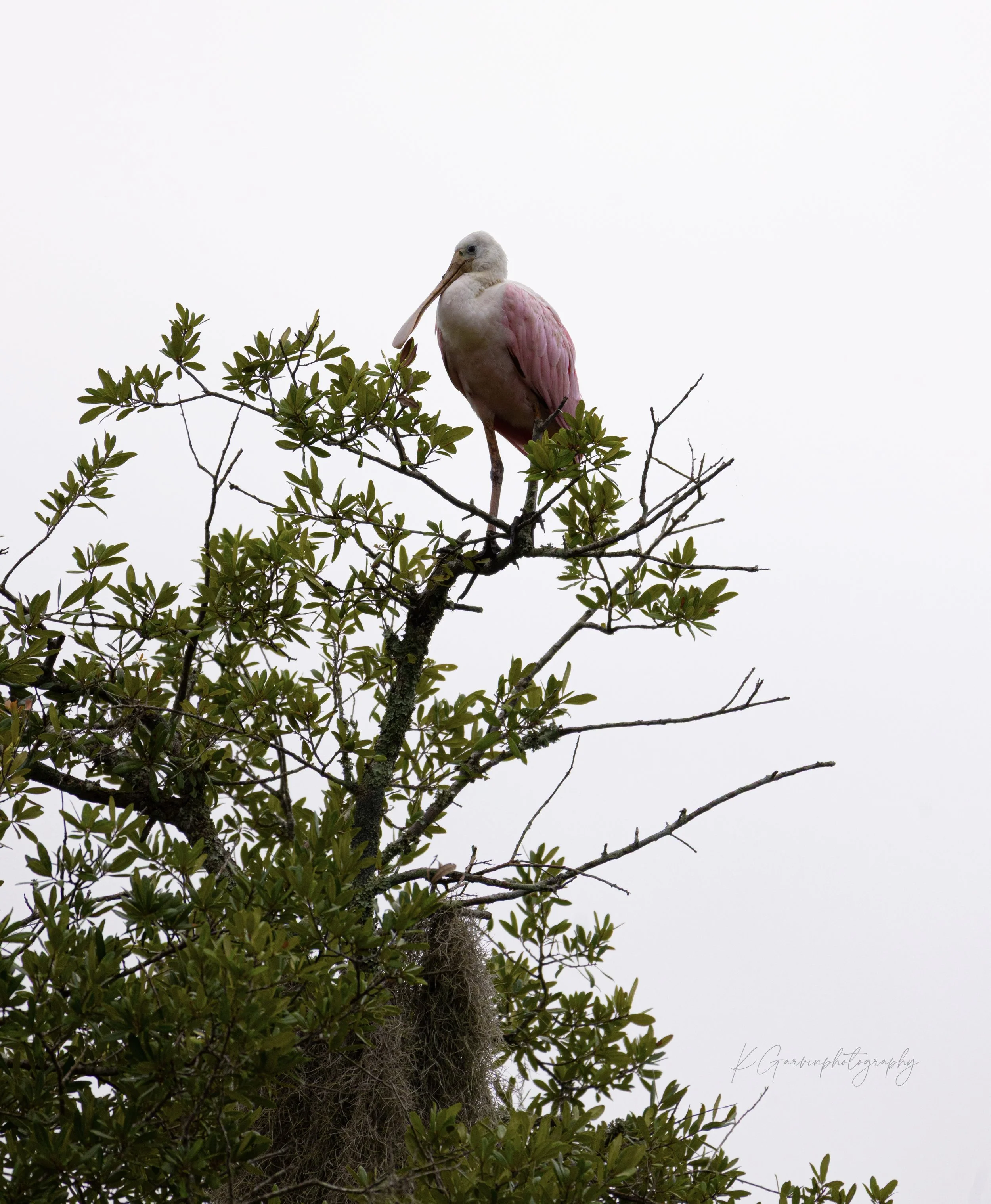 Gentle Guardian of the Wetlands