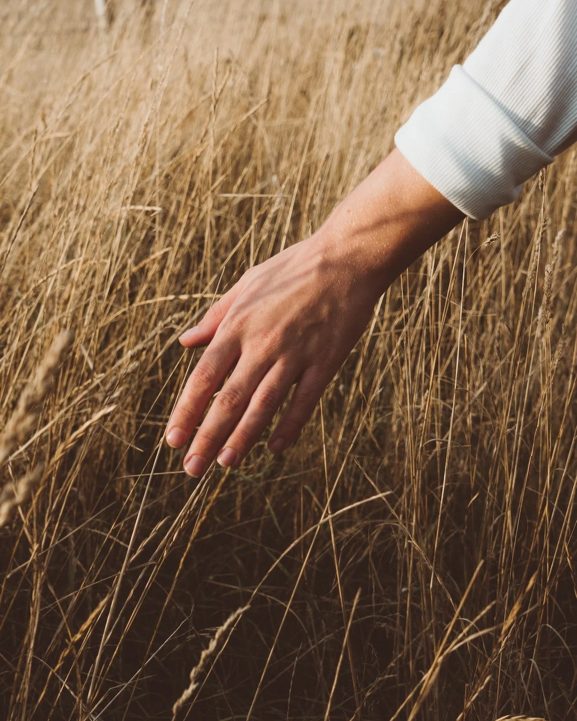 A person's hand reaching out and touching tall dry grass in a field.