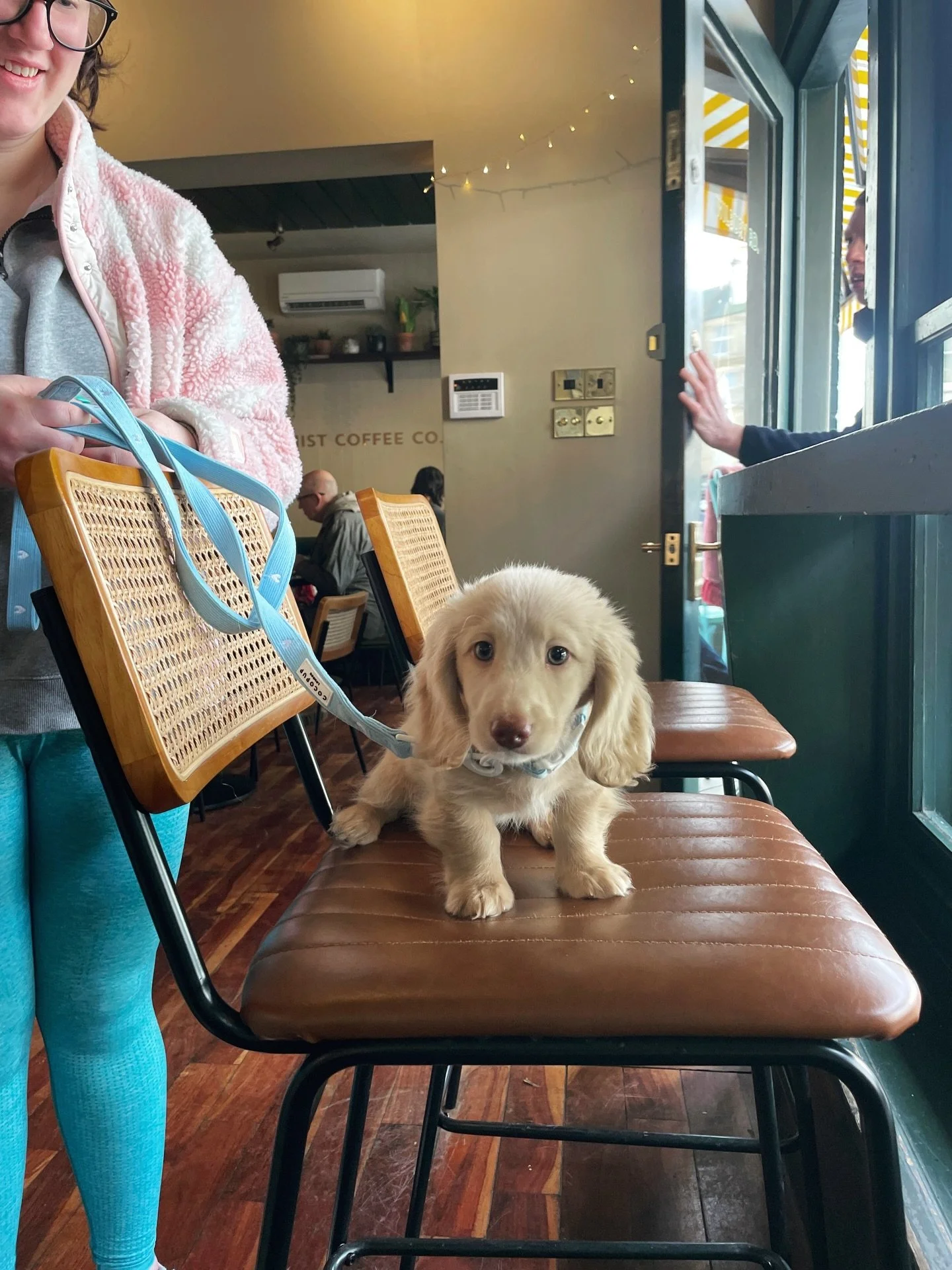Everyone, stop what you&rsquo;re doing and meet Scampi 😍 

We absolutely love our dogs here at The Botanist Coffee Co. - please always feel free to bring them along with you!