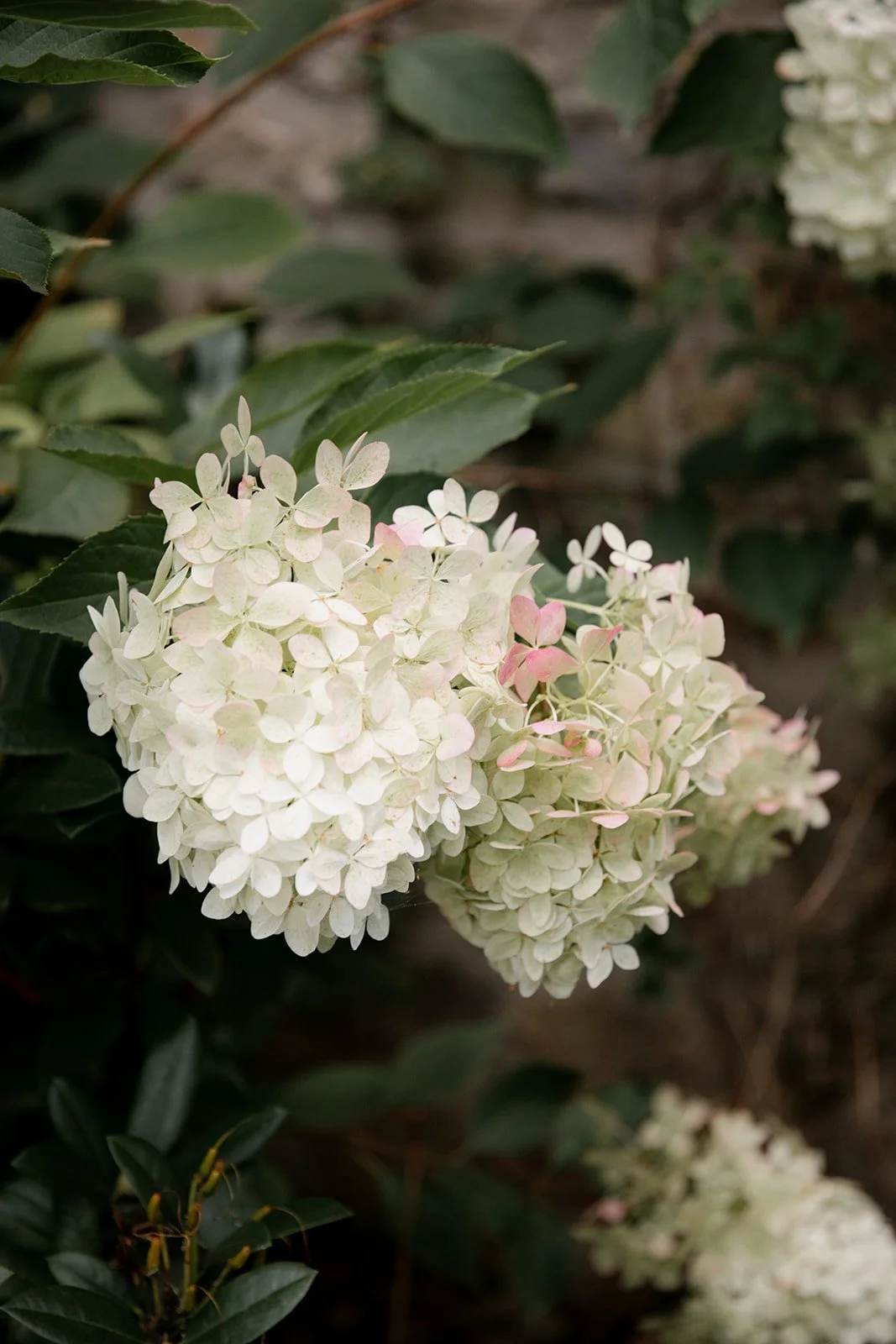 Middleton Lodge Estate wedding day in North Yorkshire.