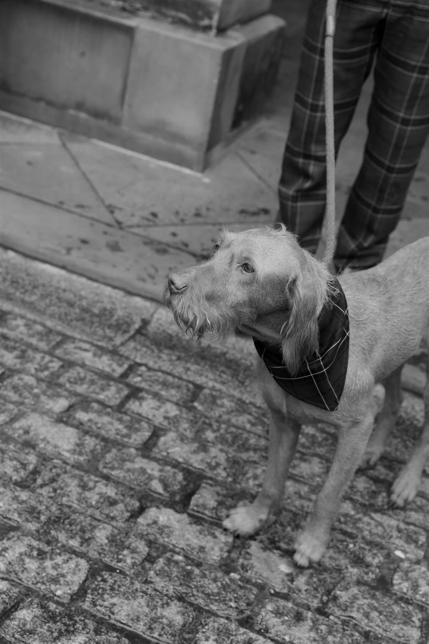 A dog on a Hawksmoor Edinburgh Wedding day in Edinburgh, Scotland.