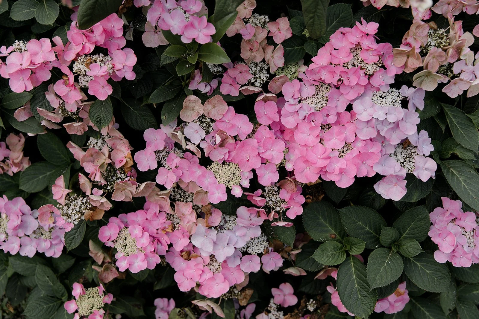 Middleton Lodge Estate wedding day in North Yorkshire.