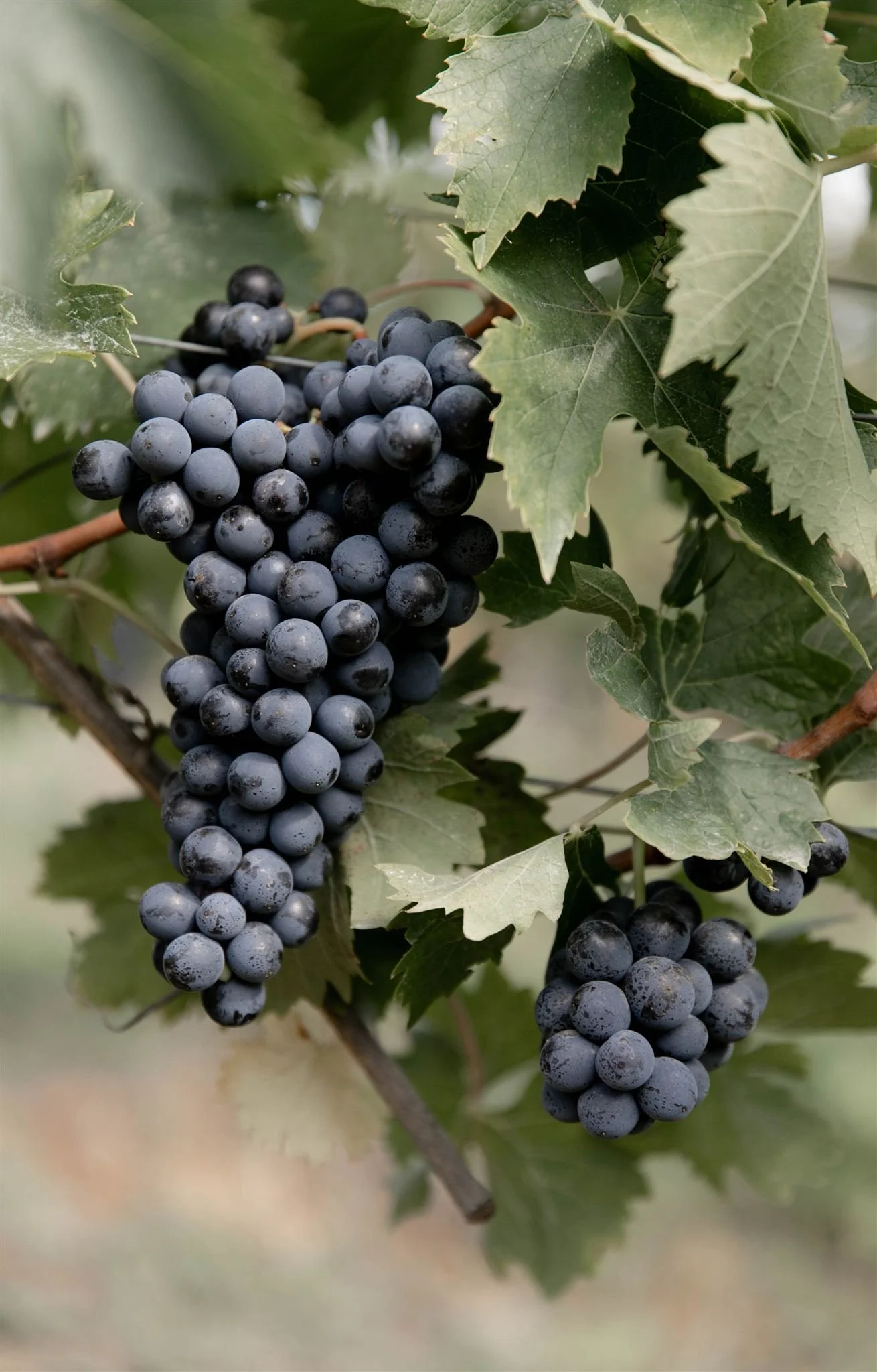 A wedding day at Dievole Wine Resort in the Chianti region of Tuscany, Italy.