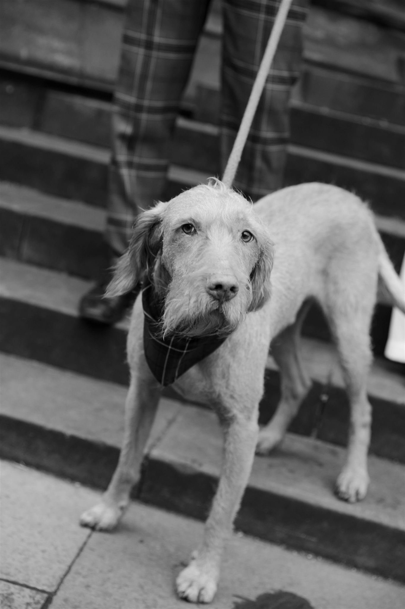 A dog on a Hawksmoor Edinburgh Wedding day in Edinburgh, Scotland.