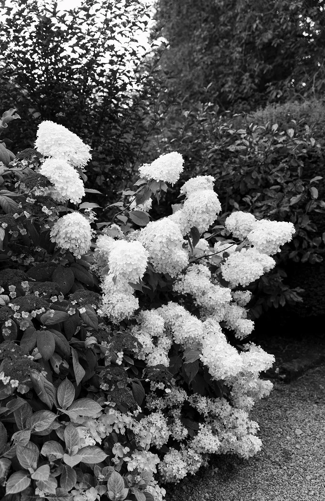 Middleton Lodge Estate wedding day in North Yorkshire.