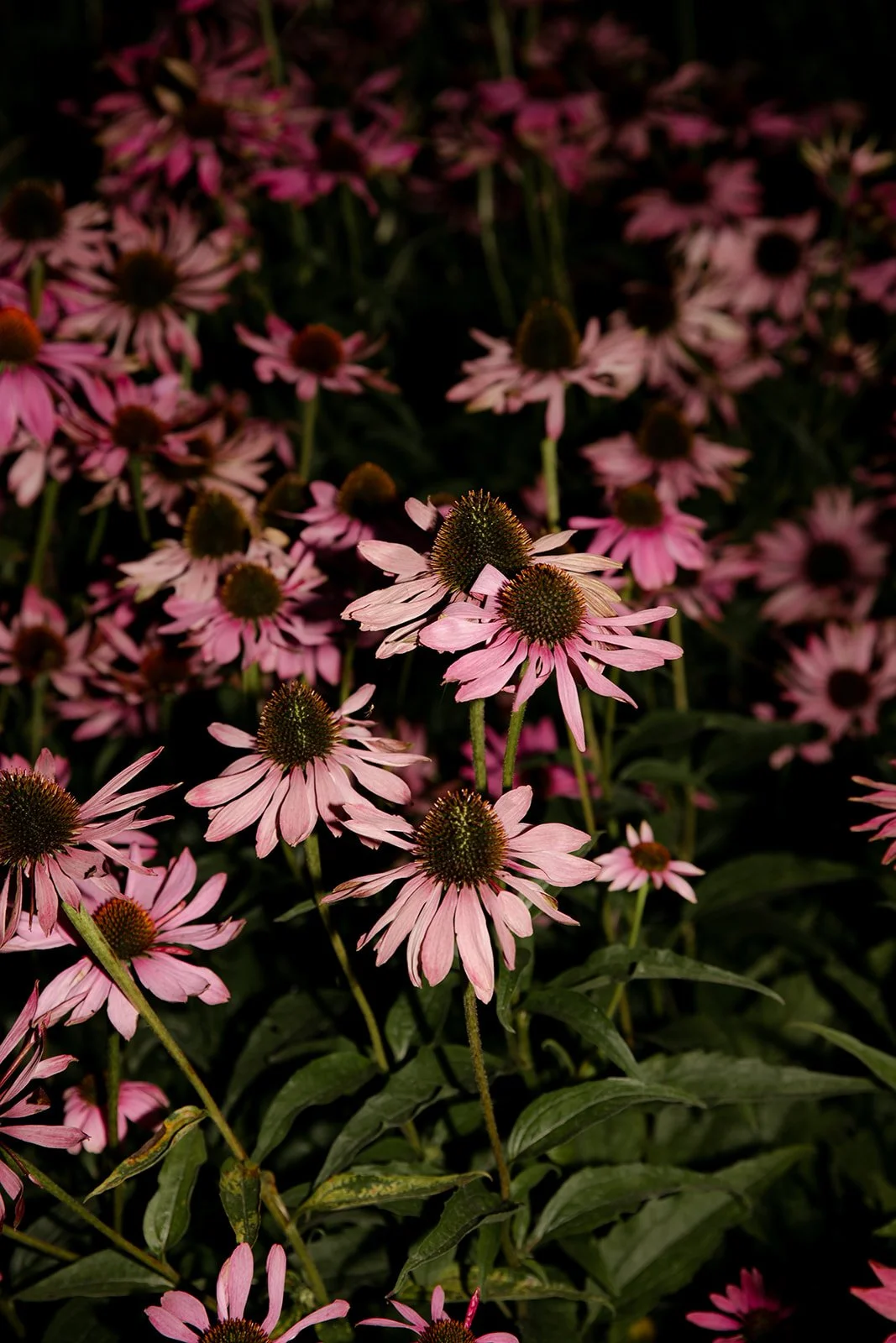 Middleton Lodge Estate wedding flowers in the walled garden in North Yorkshire.