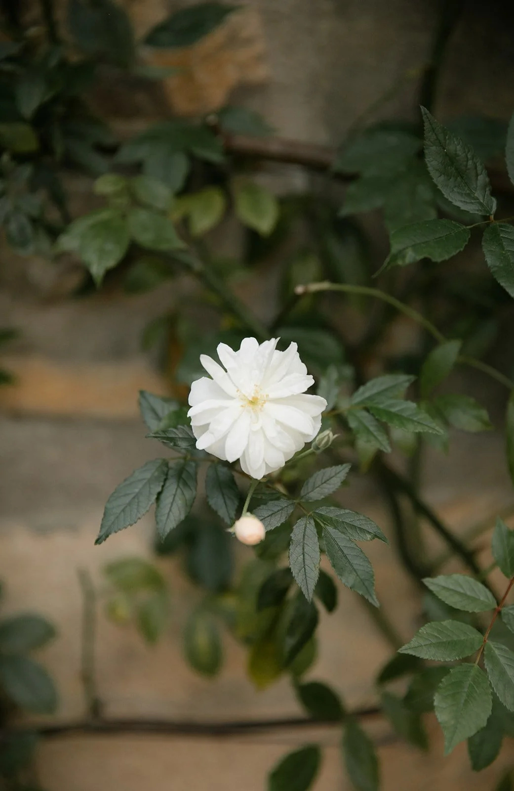 Middleton Lodge Estate wedding day in North Yorkshire.
