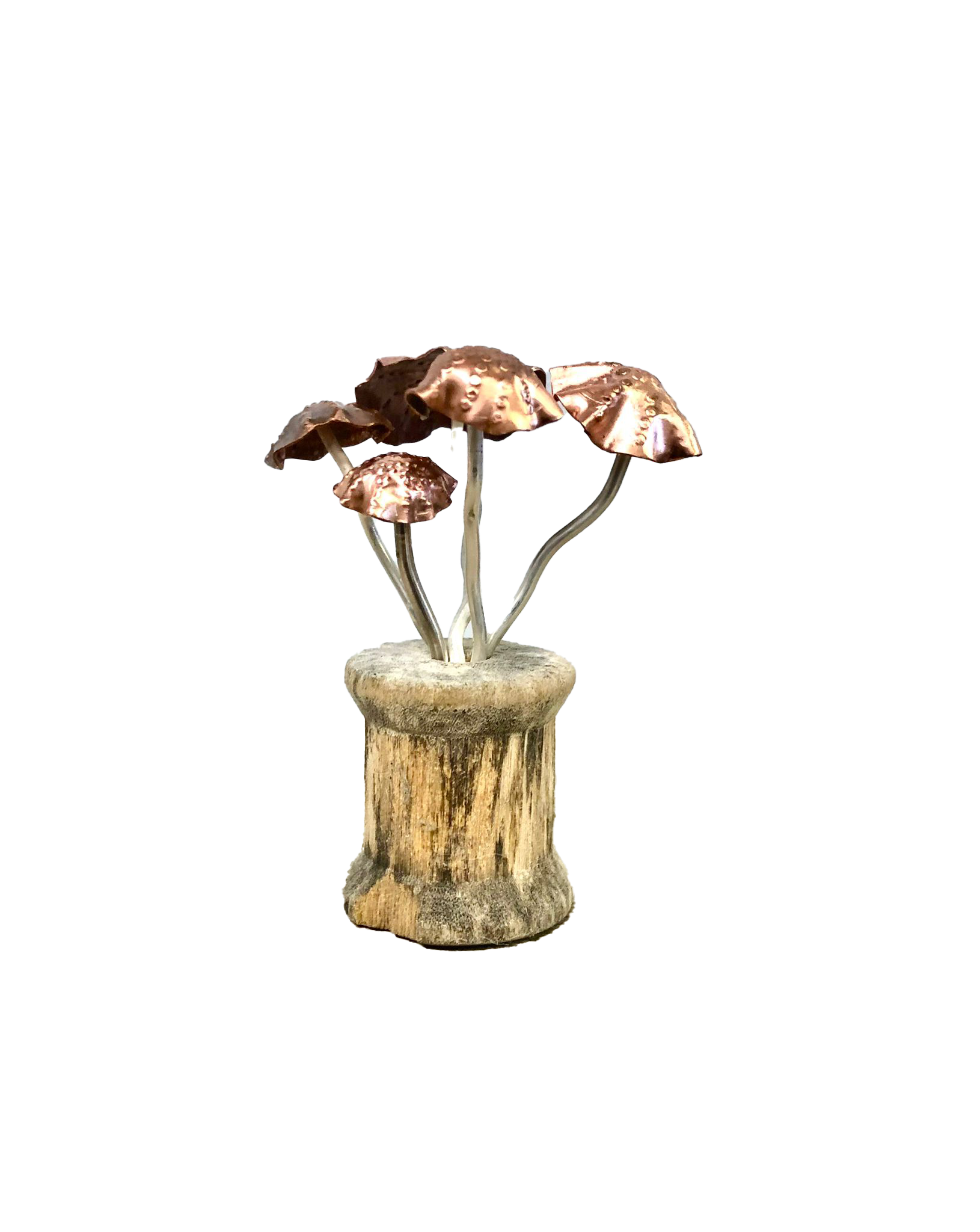 mushroom cottonreel.png