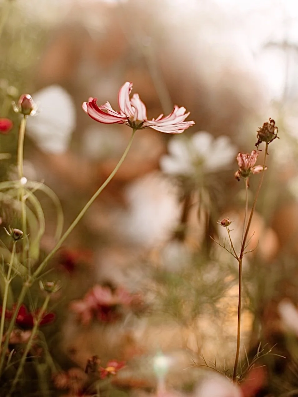 Pink and white cosmos in the farm. Perfectly Imperfect.
