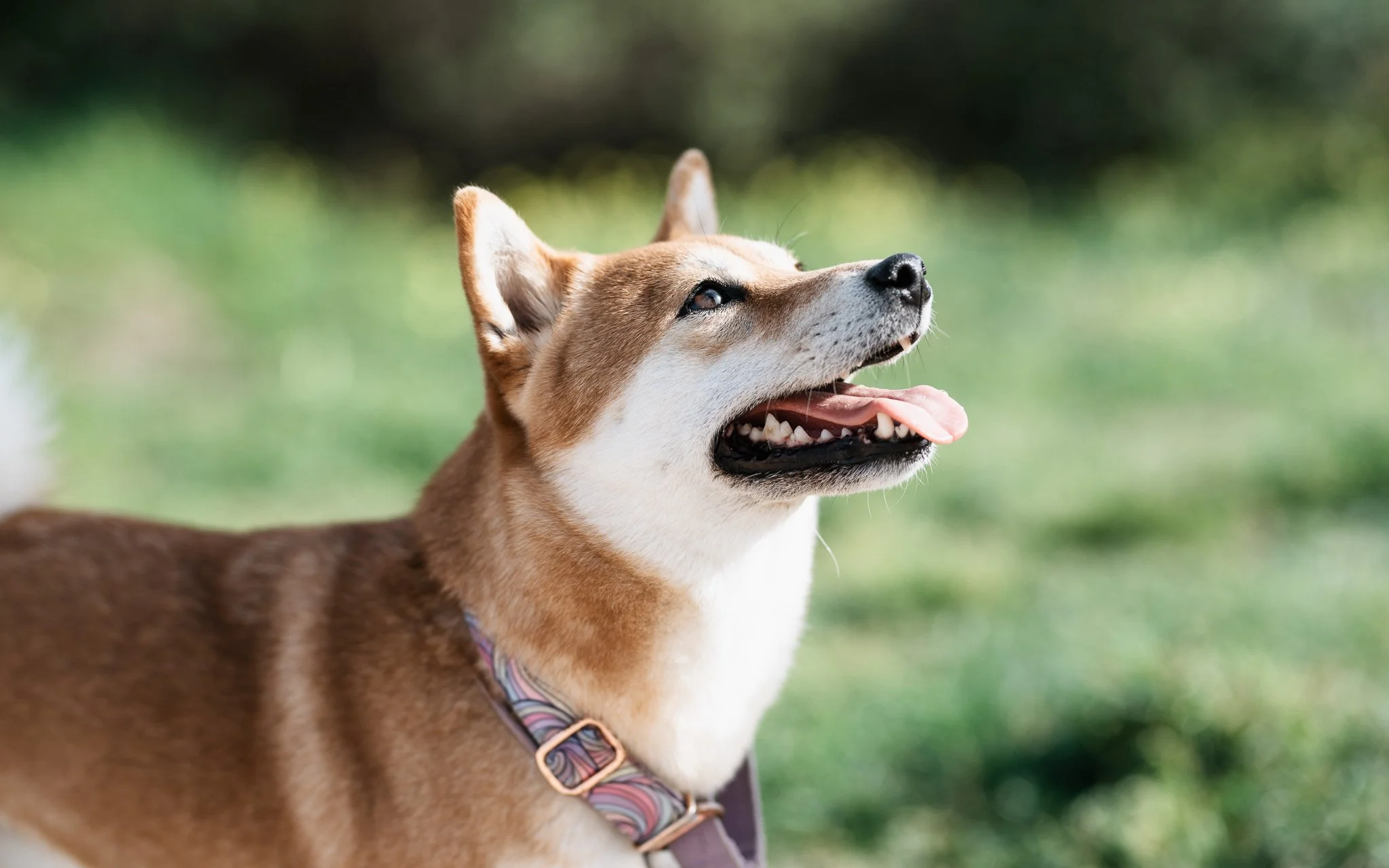 Shiba Inu dog with a harness in a grassy area, looking happy