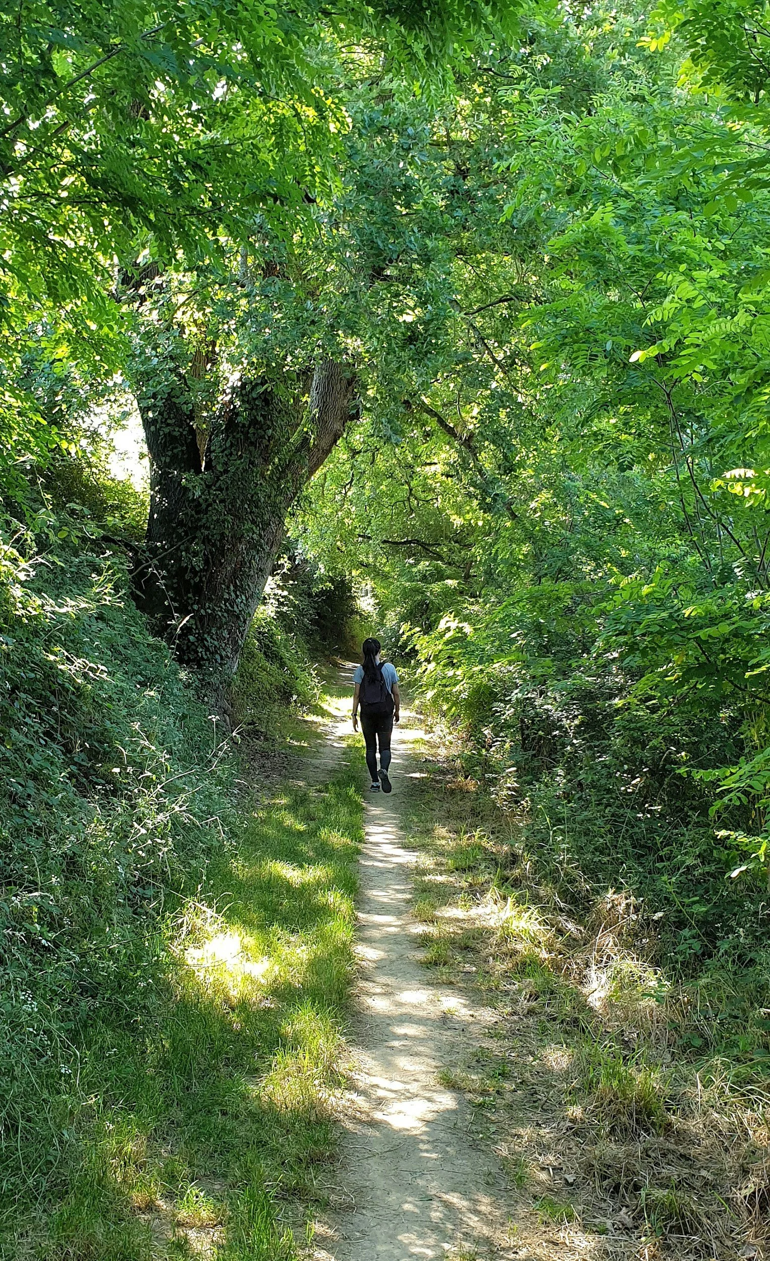 A person walking on a narrow dirt trail through a lush, green forest with tall trees and thick foliage.