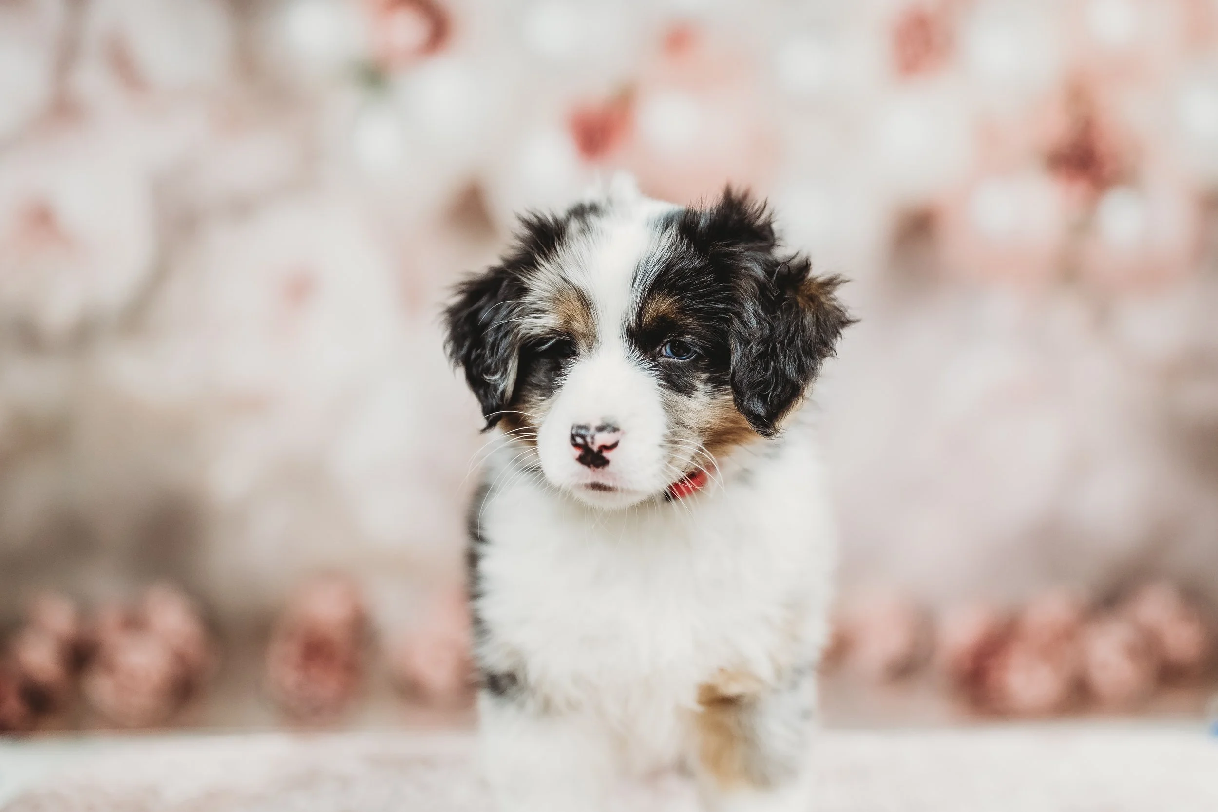 Lake Stevens Lifestyle photographer, Seattle Pet Photography, pet photography Lake Stevens, Snohomish pet session