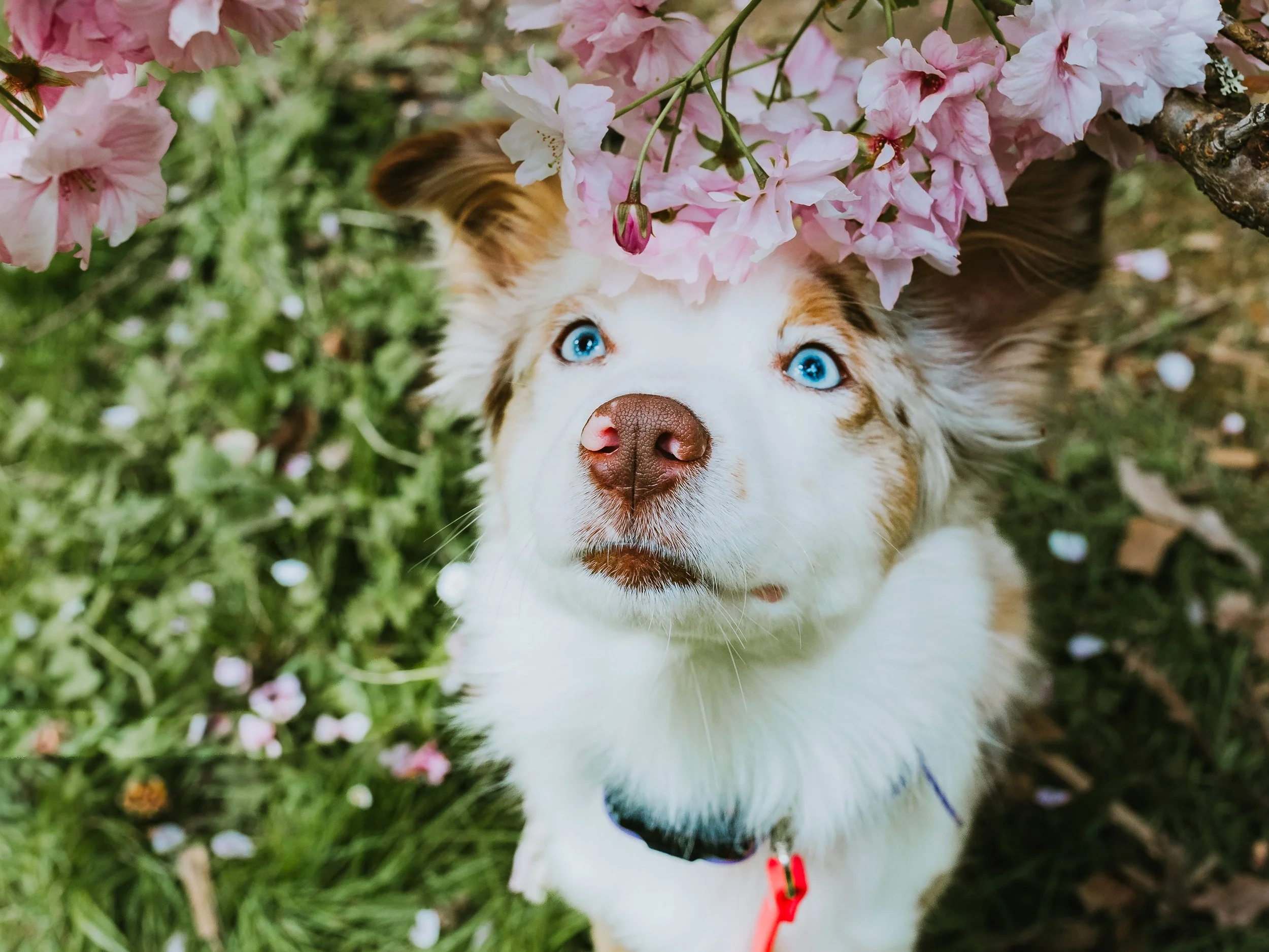 Lake Stevens Lifestyle photographer, Seattle Pet Photography, pet photography Lake Stevens, Snohomish pet session