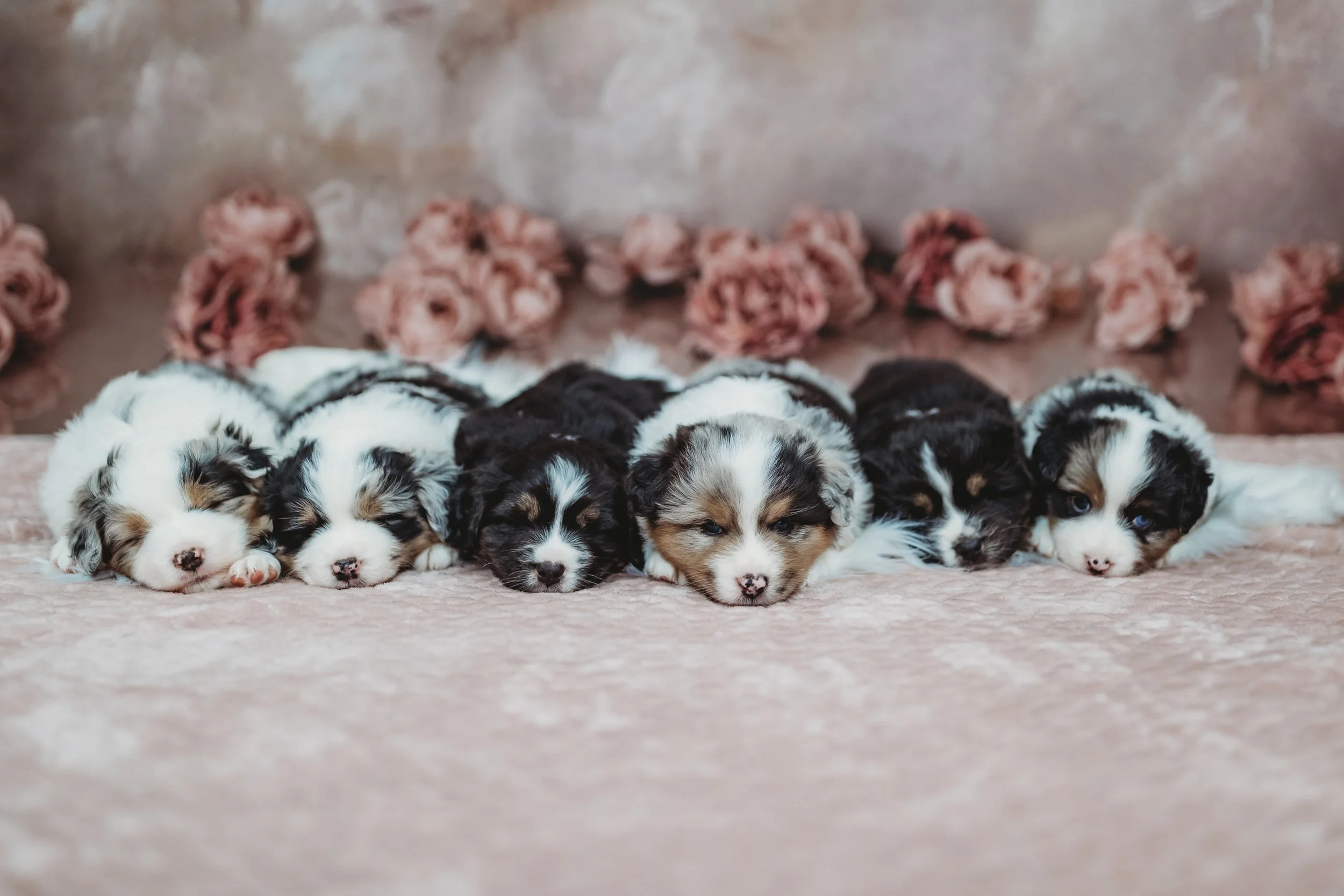 Lake Stevens Lifestyle photographer, Seattle Pet Photography, pet photography Lake Stevens, Snohomish pet session