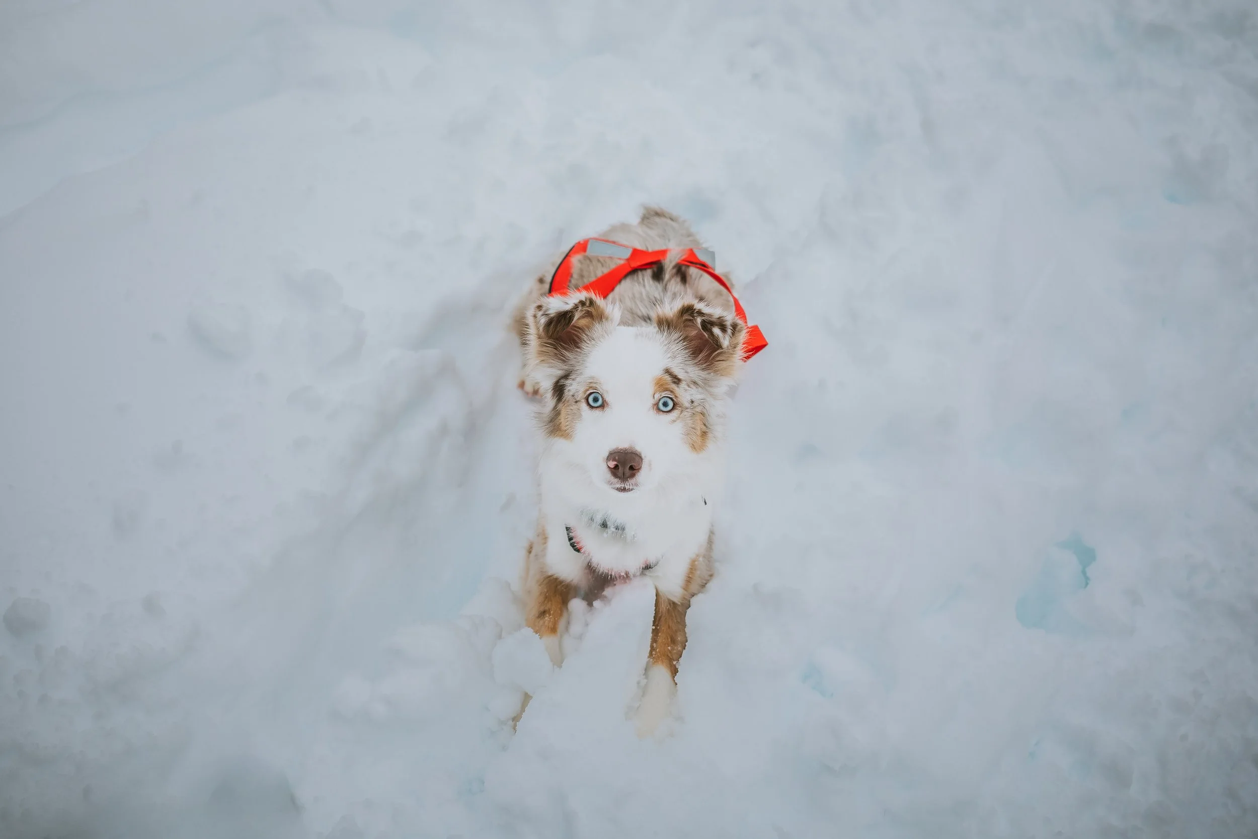Lake Stevens Lifestyle photographer, Seattle Pet Photography, pet photography Lake Stevens, Snohomish pet session