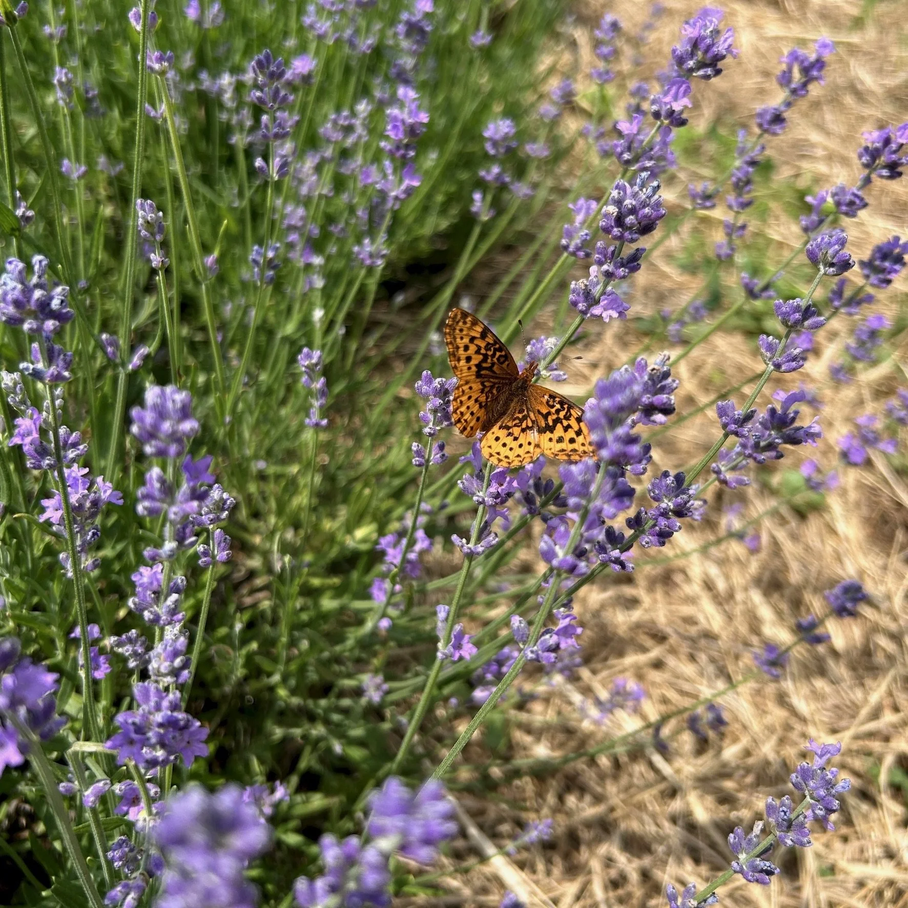 IMG_8245.JPG