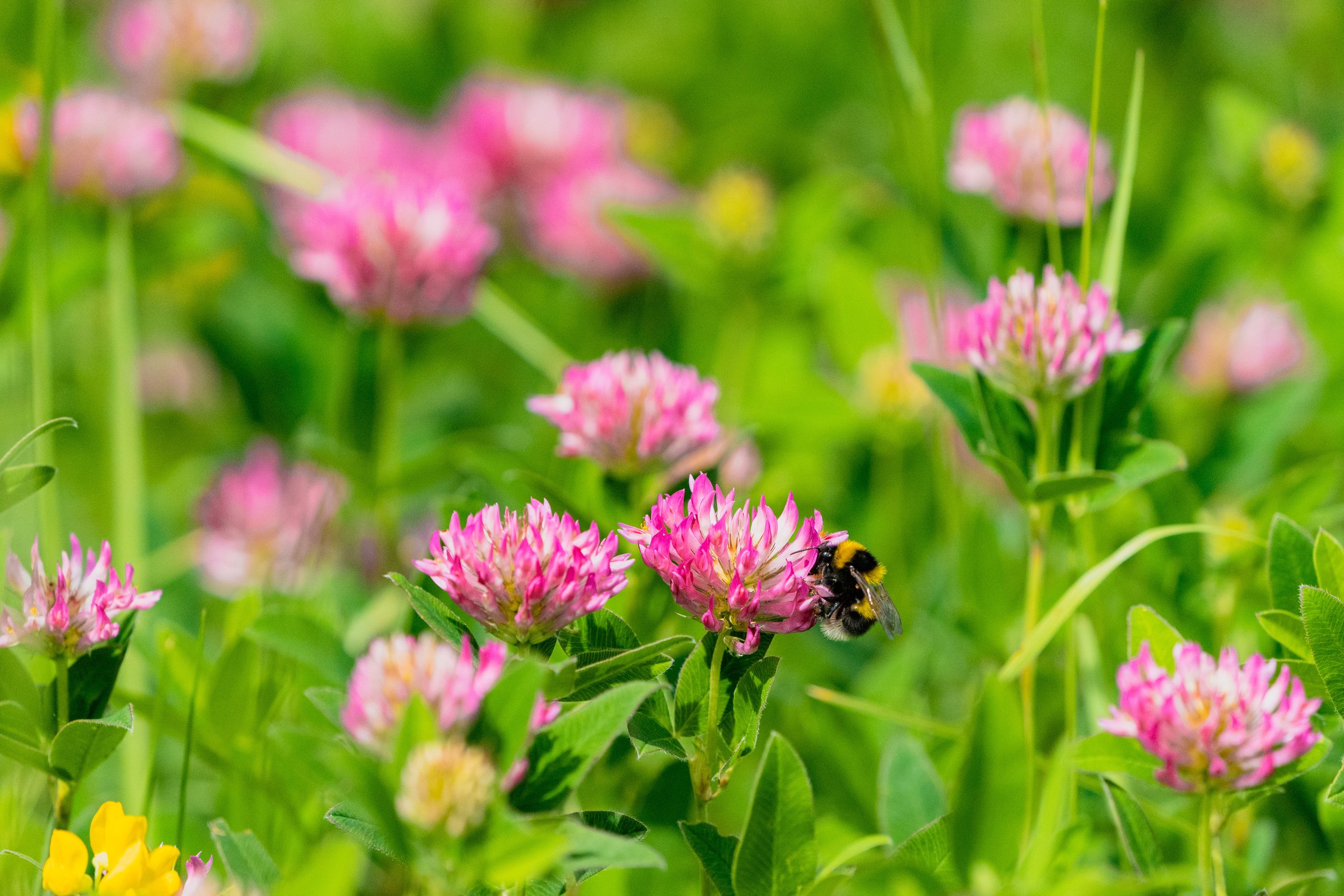 Red Clover