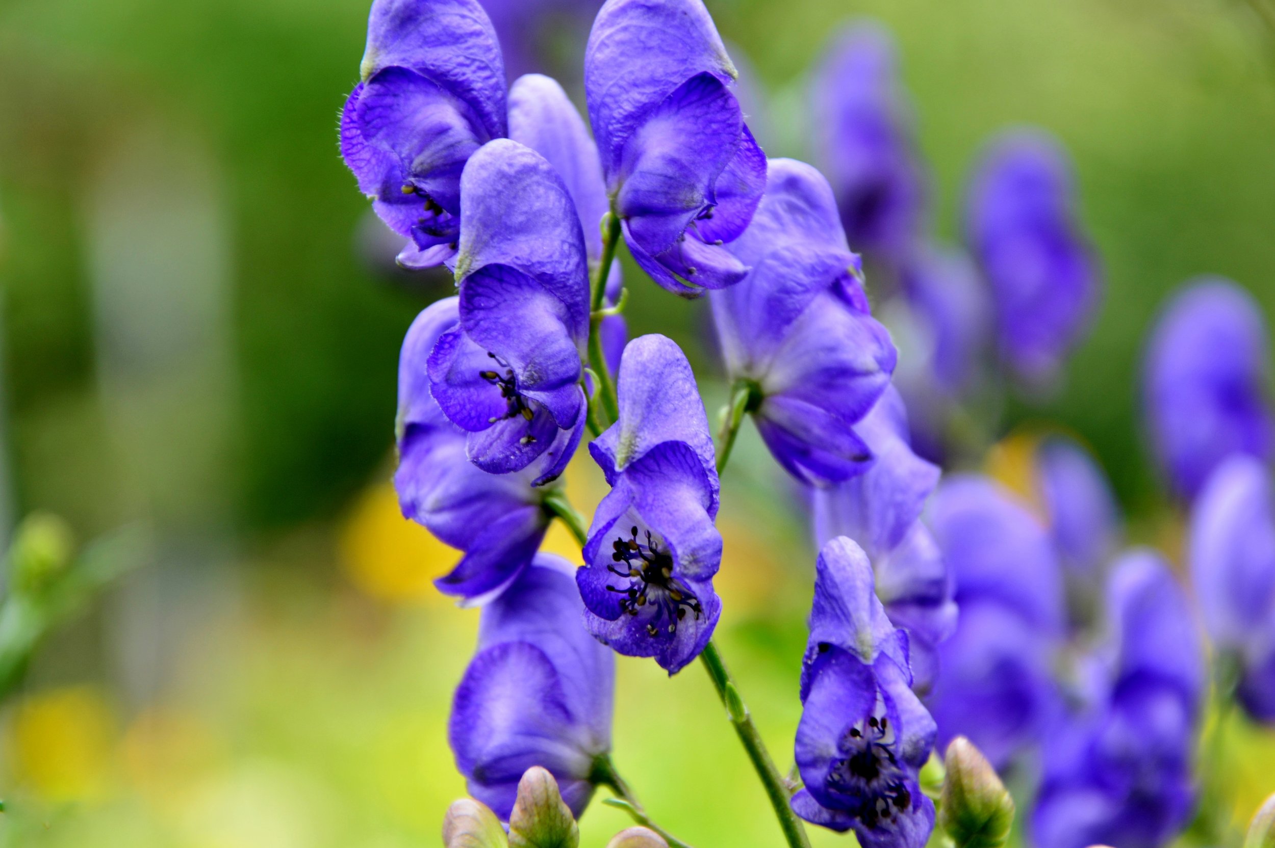 Skullcap