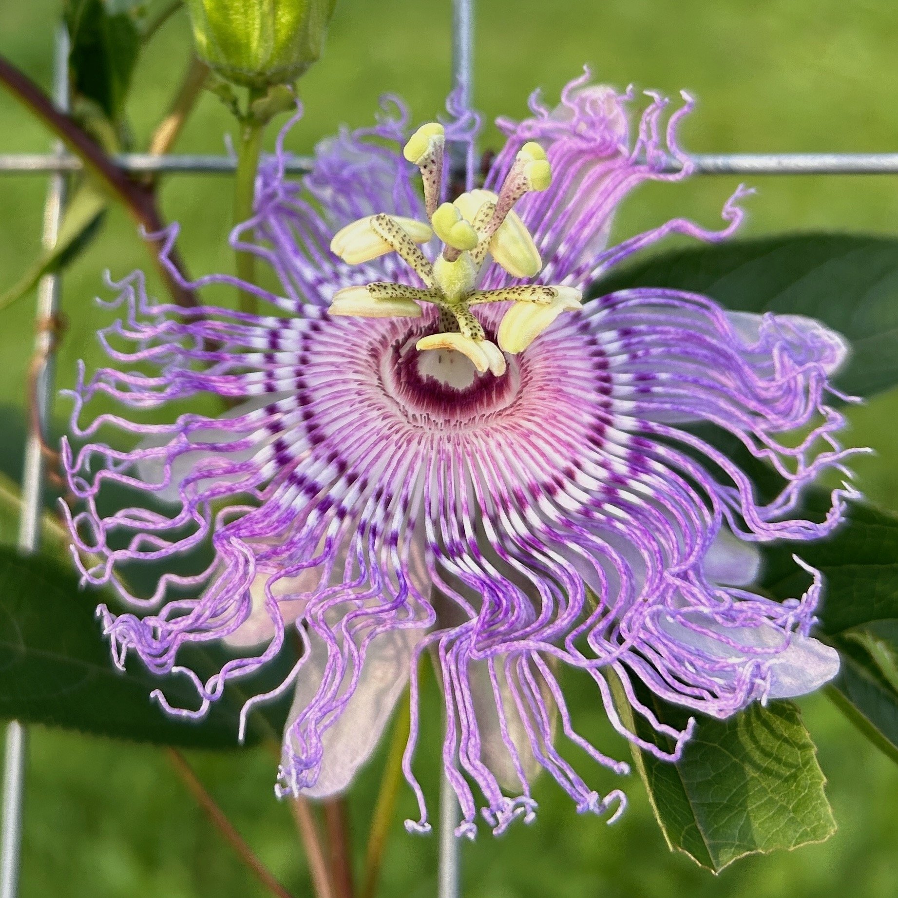 Passionflower