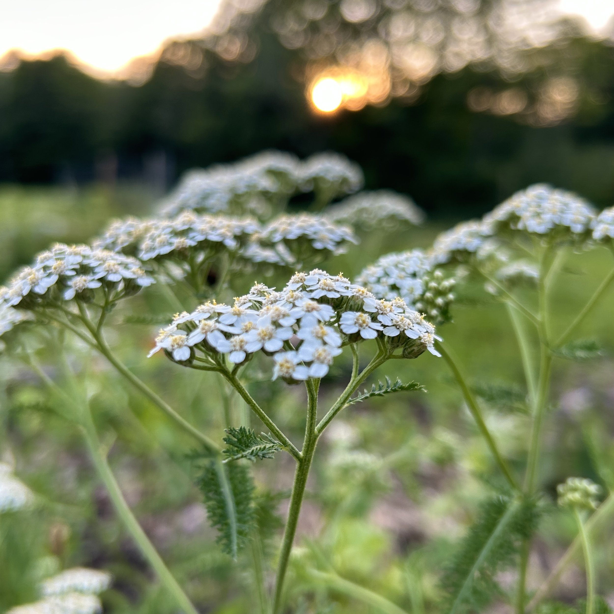 Yarrow