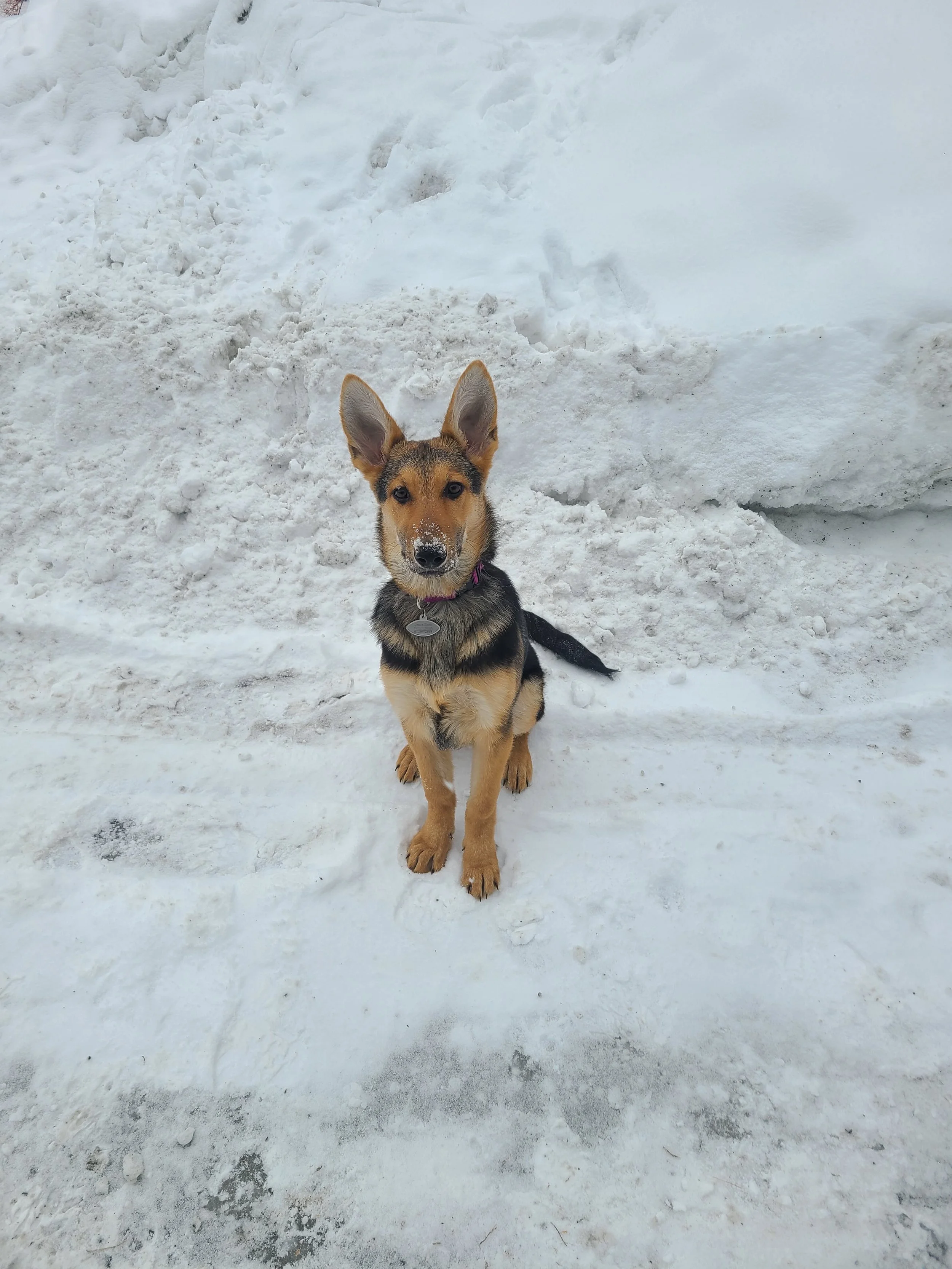 jessie-the-companion-dog.jpg