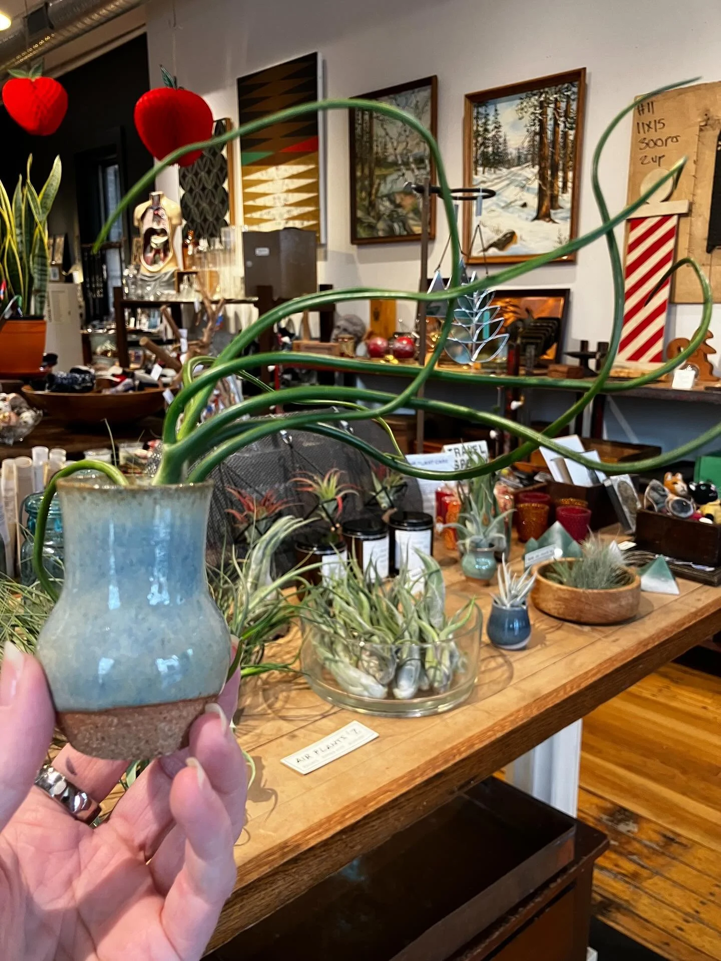 air plants + tiny pots = 💚
.
#airplants #tillandsias #tinypots #tinyceramics #giftie #lootfoundandmade #turnersfallsma #greatfallsma