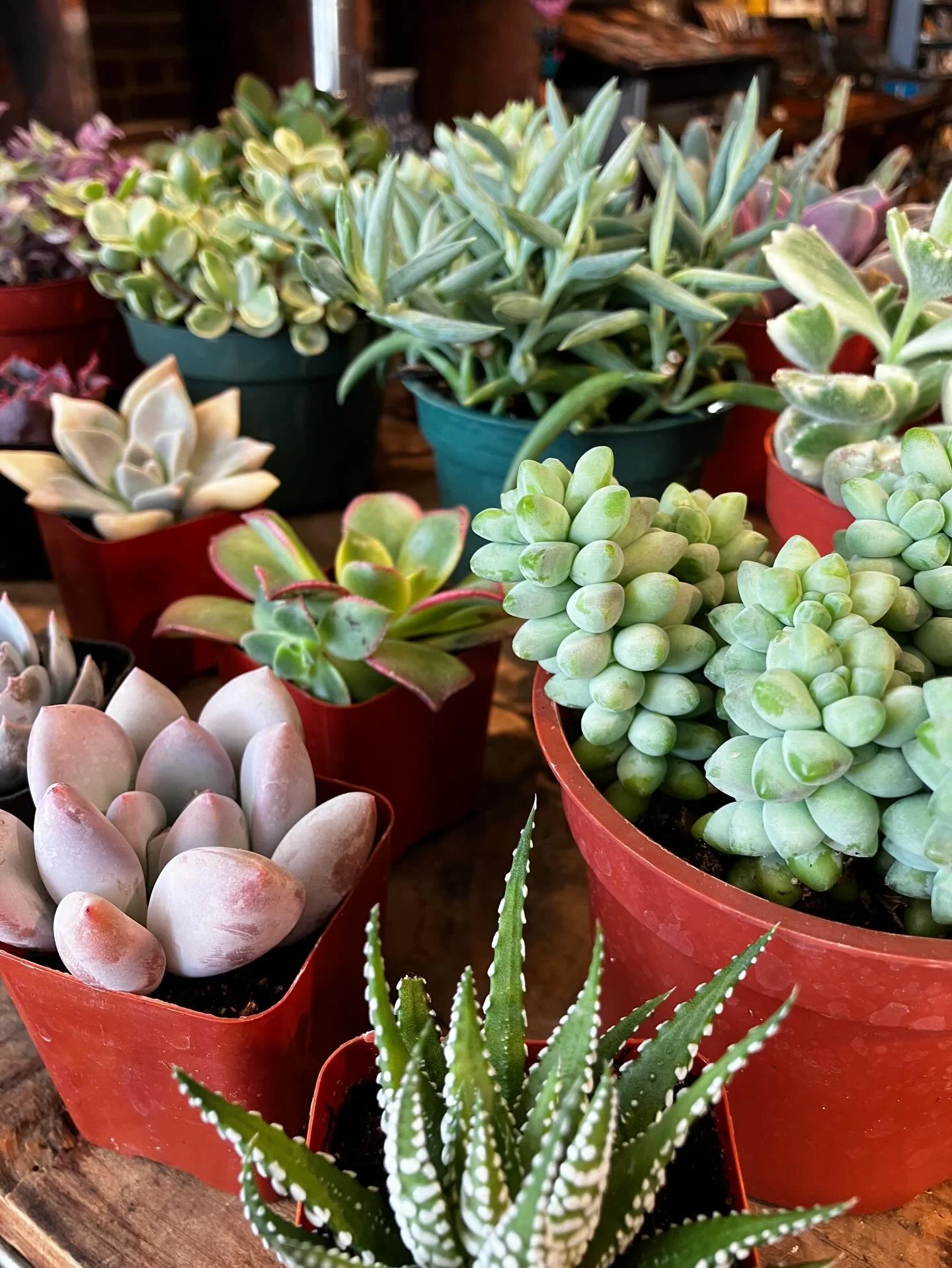 new plants to cheer you and your home 💚🪴

#houseplants #succulents #lootfoundandmade