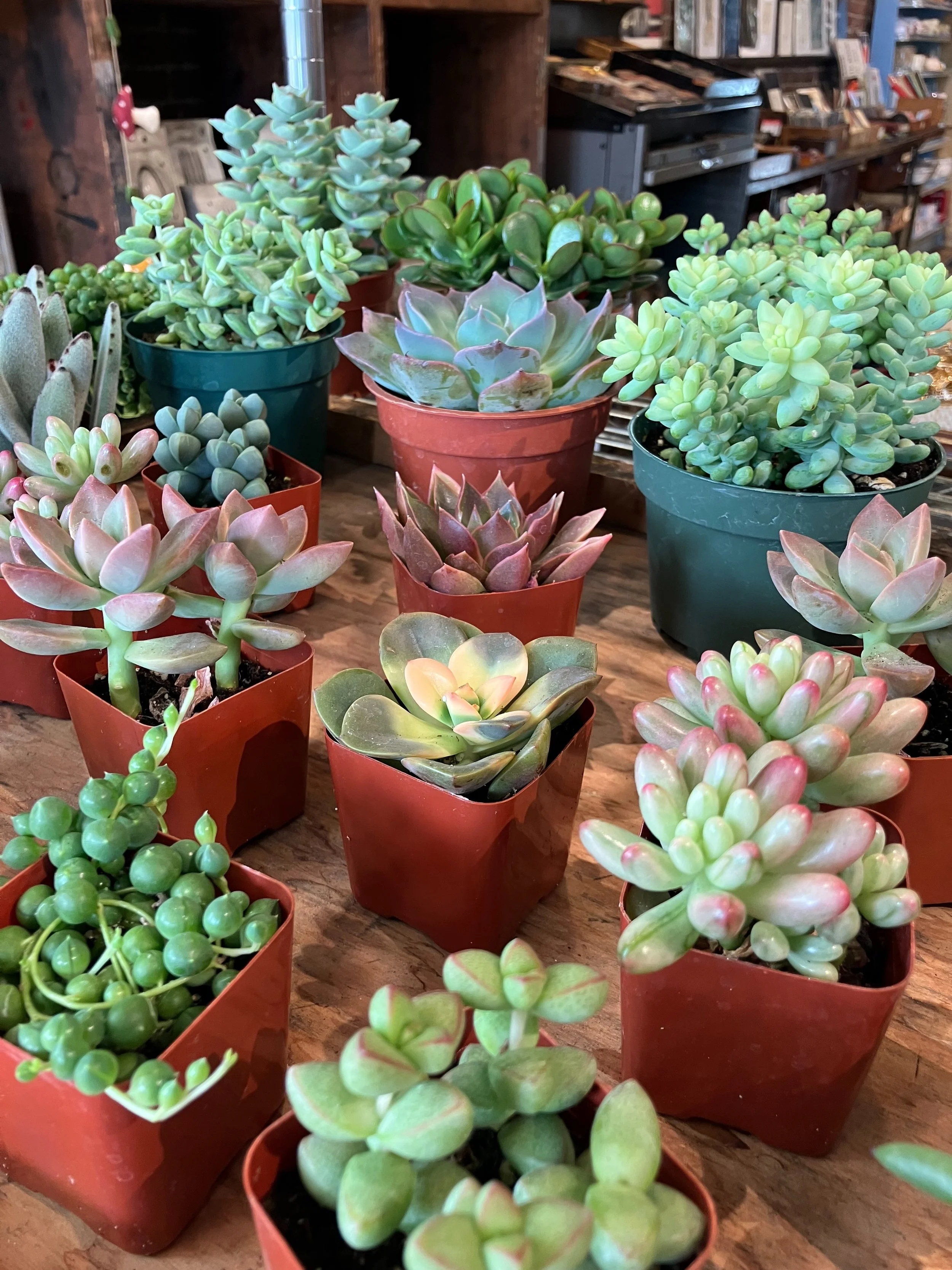new batch of cute lil succulents in the shop 🌿

#succulents #cuteplants #lootfoundandmade