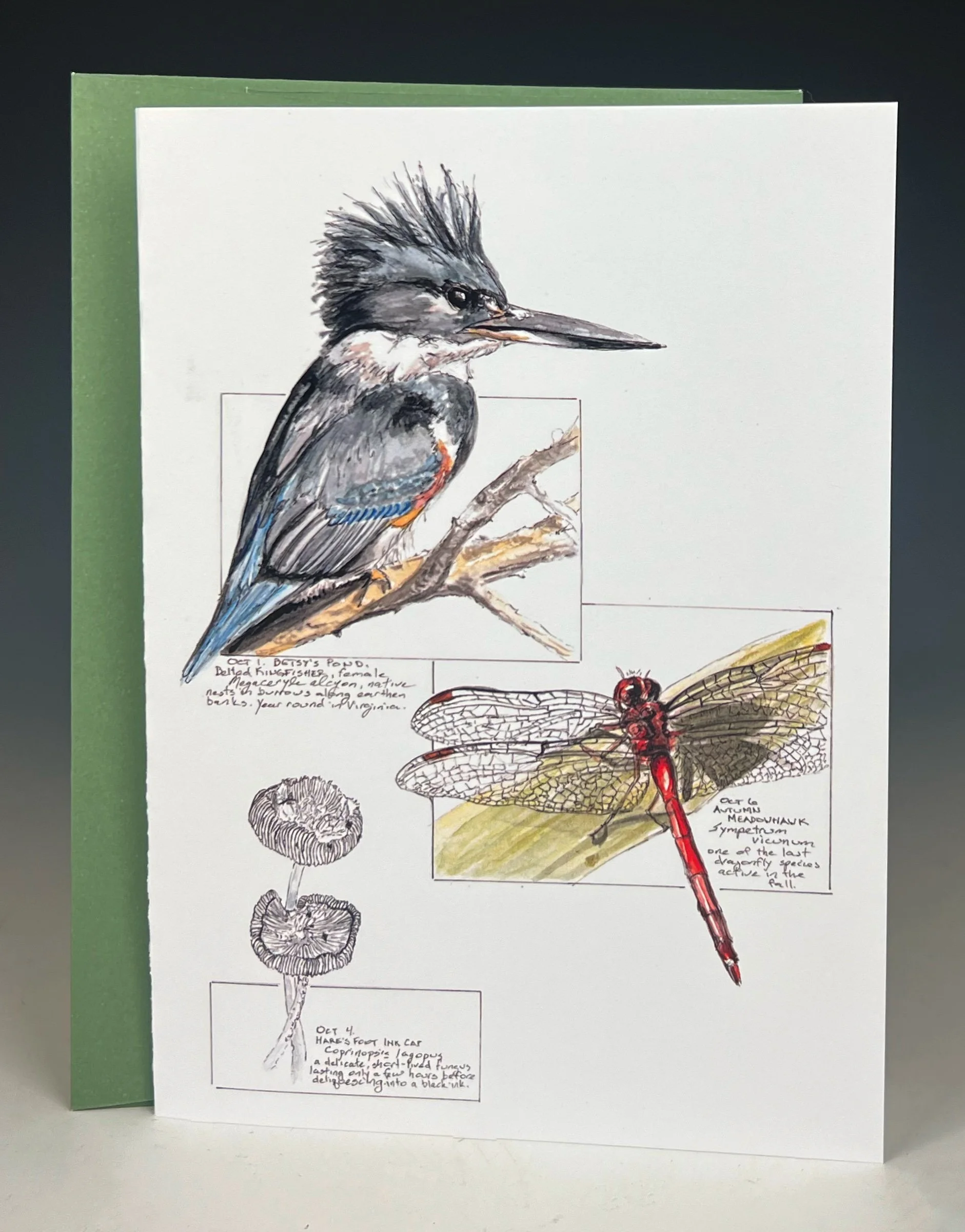 Belted Kingfisher, Autumn Meadowhawk, Hare's Foot Ink Cap Greeting Card