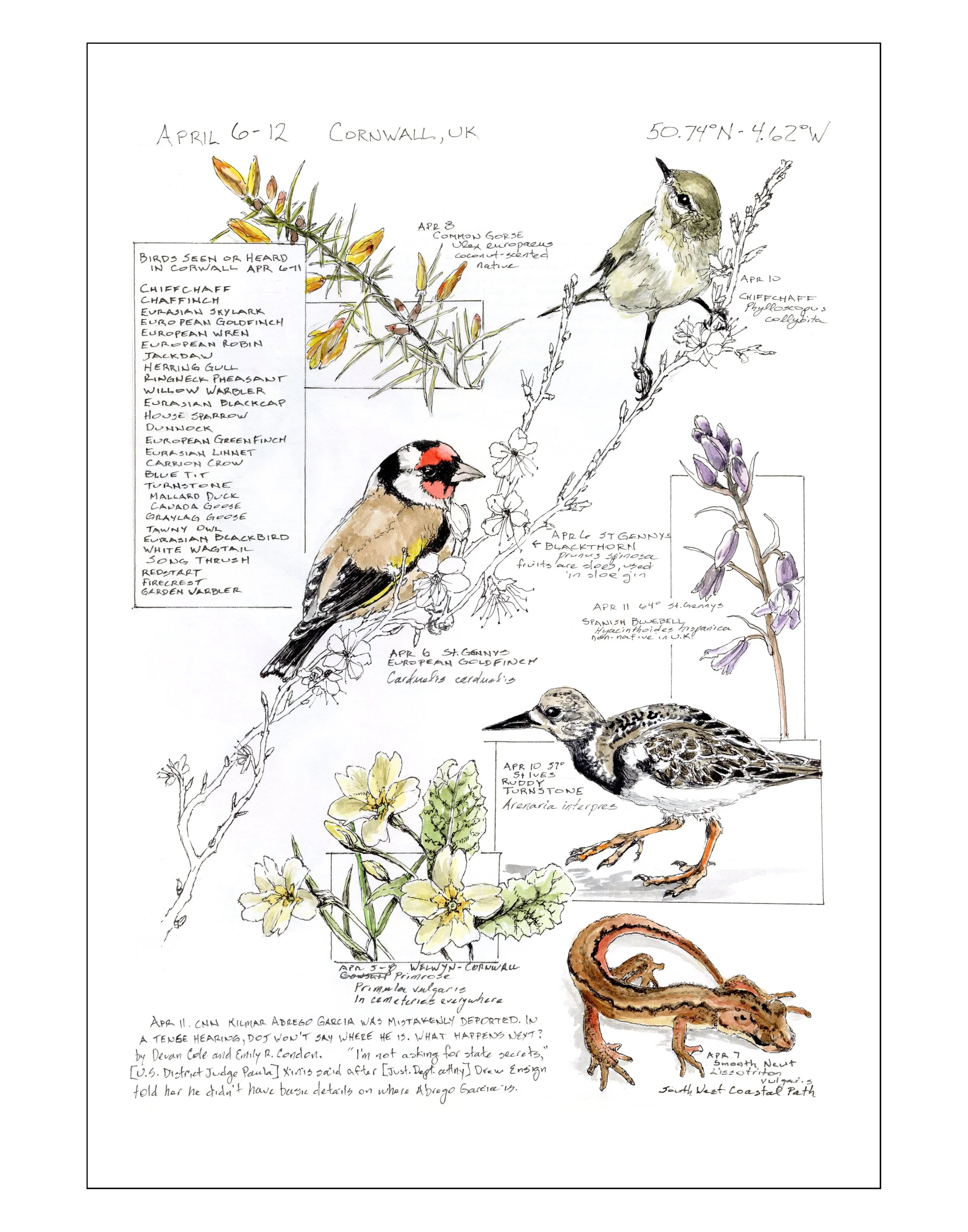 Bearing Witness, Vol 1: April 6-12, 2025 (Cornwall, UK)