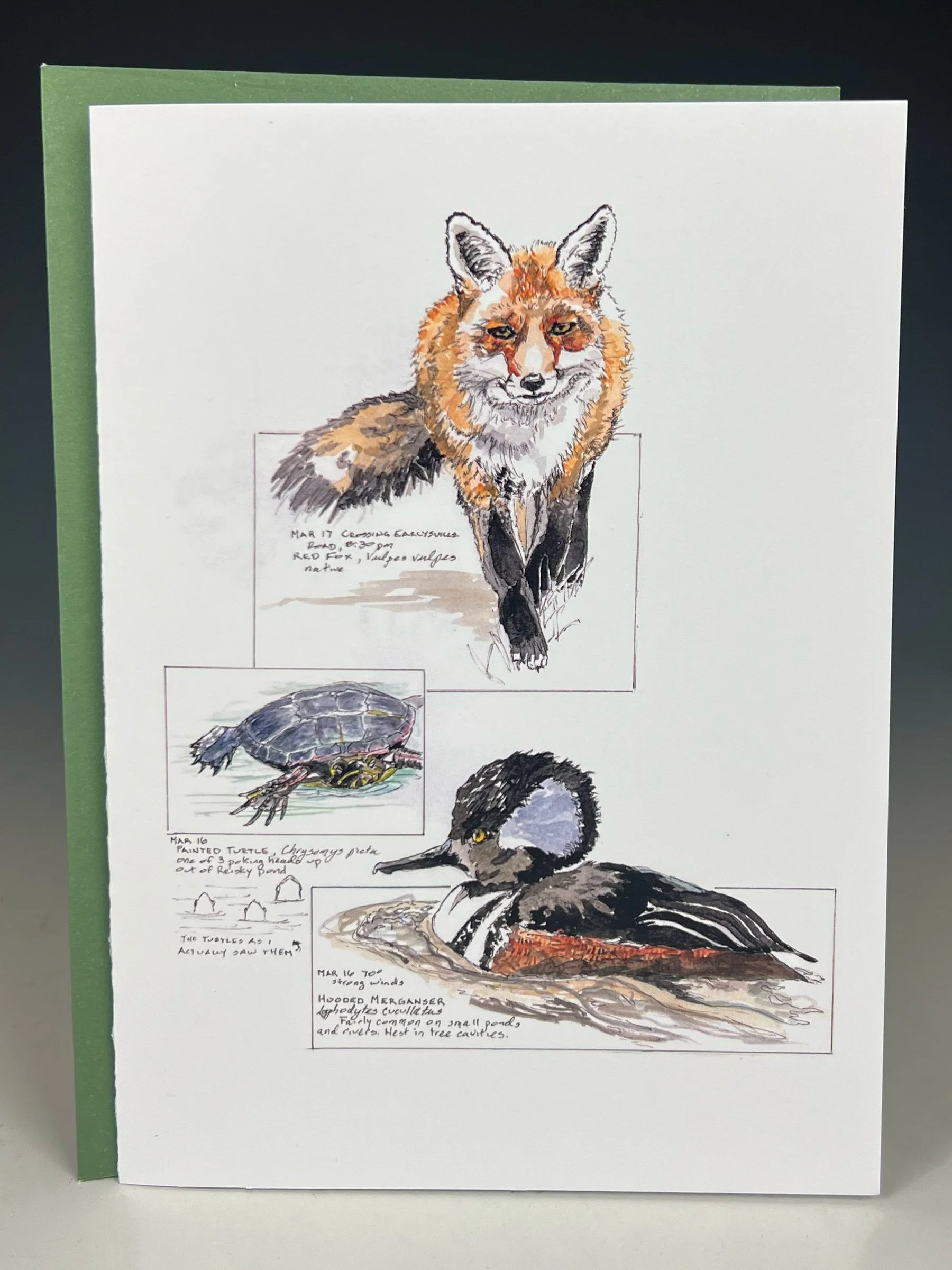 Red Fox, Hooded Merganser, Painted Turtle Greeting Card