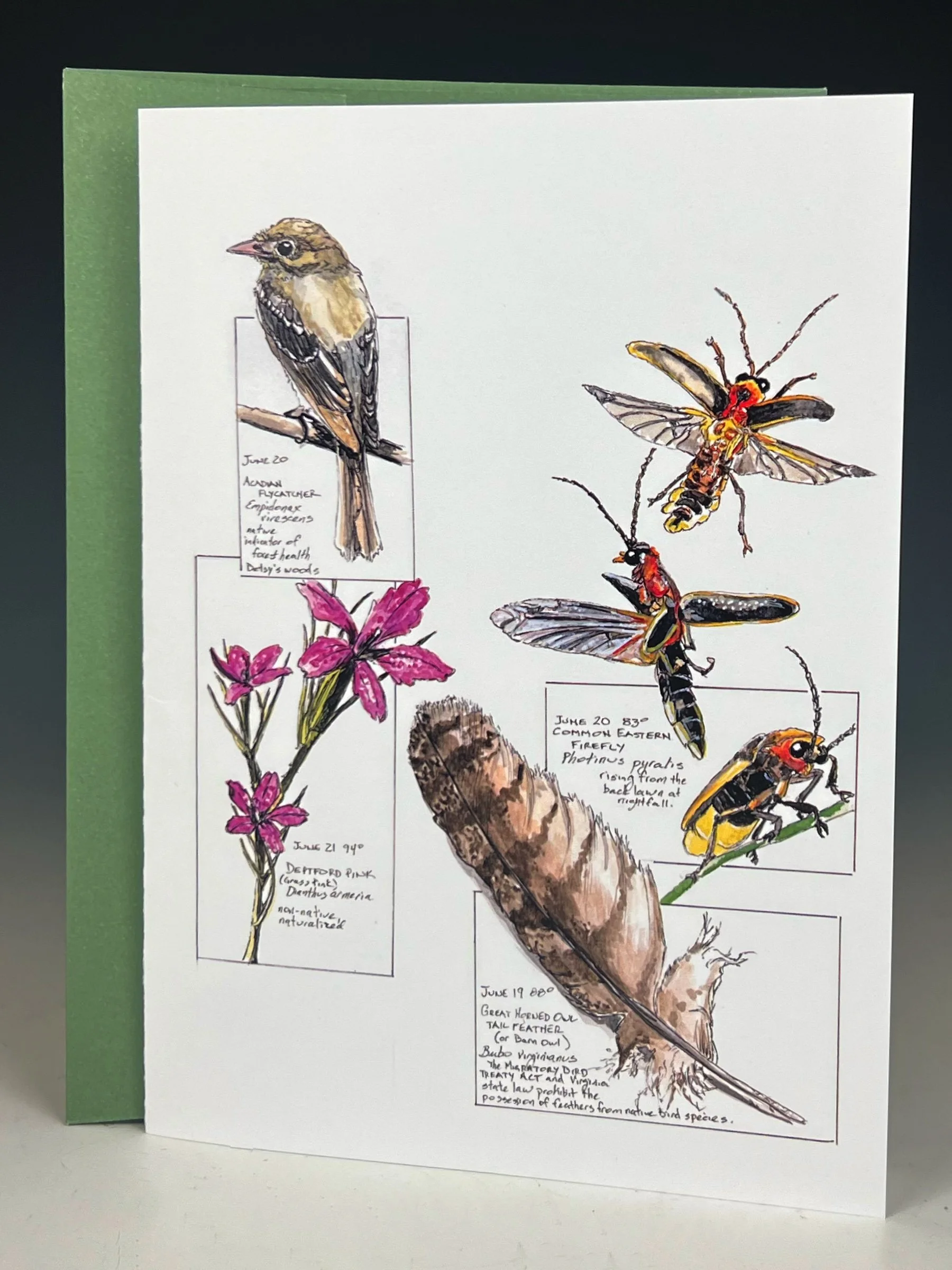 Acadian Flycatcher, Eastern Firefly, Great Horned Owl, Deptford Pink Greeting Card