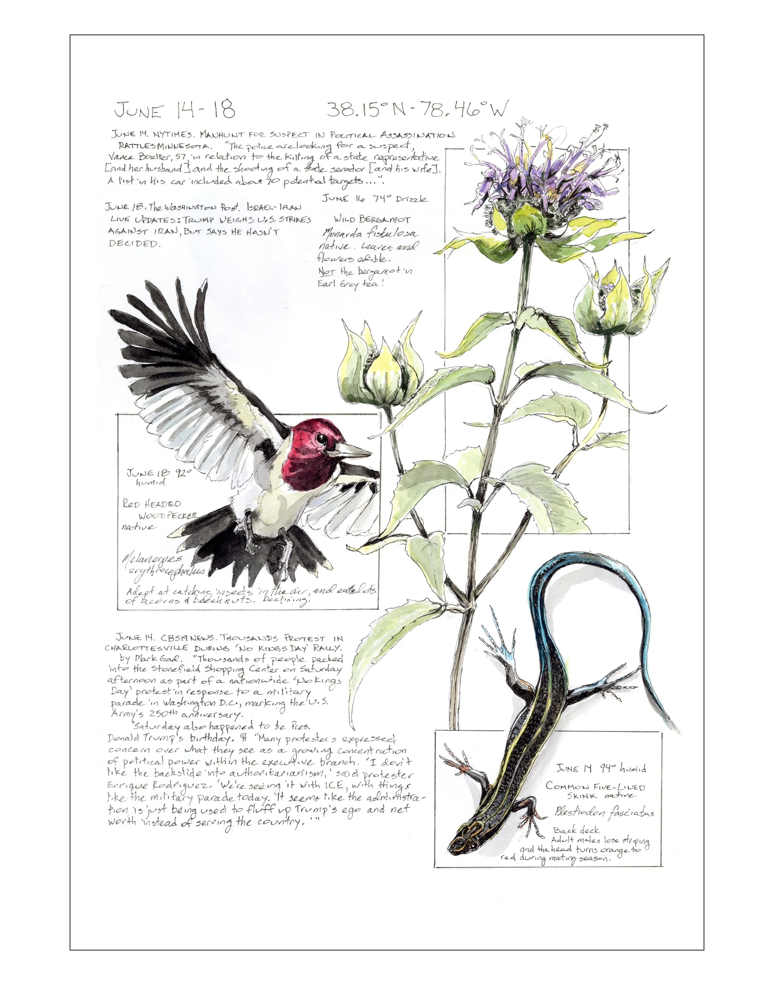 Bearing Witness, Vol 1: June14-18, 2025