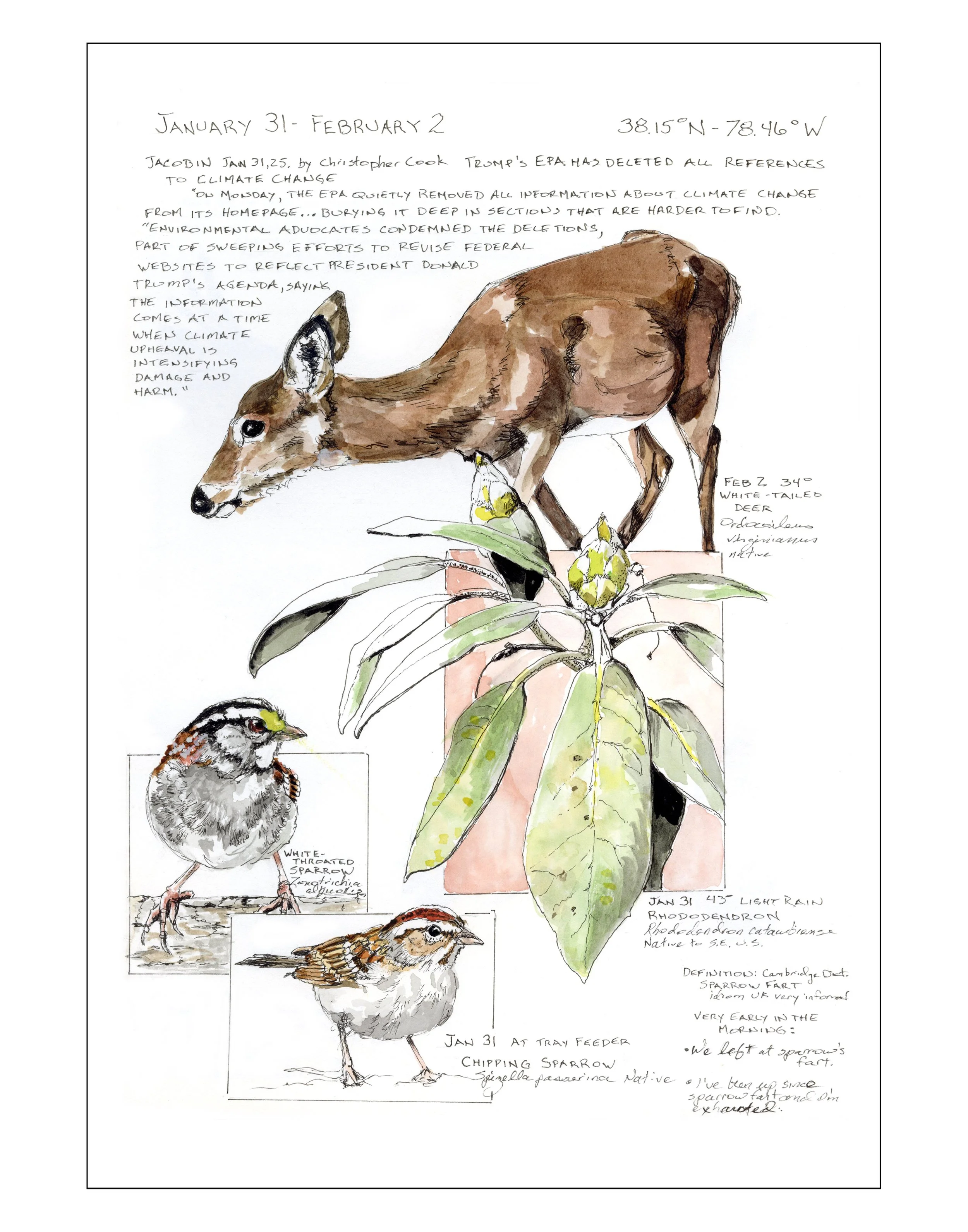 Bearing Witness, Vol 1: January 31- February 2, 2025