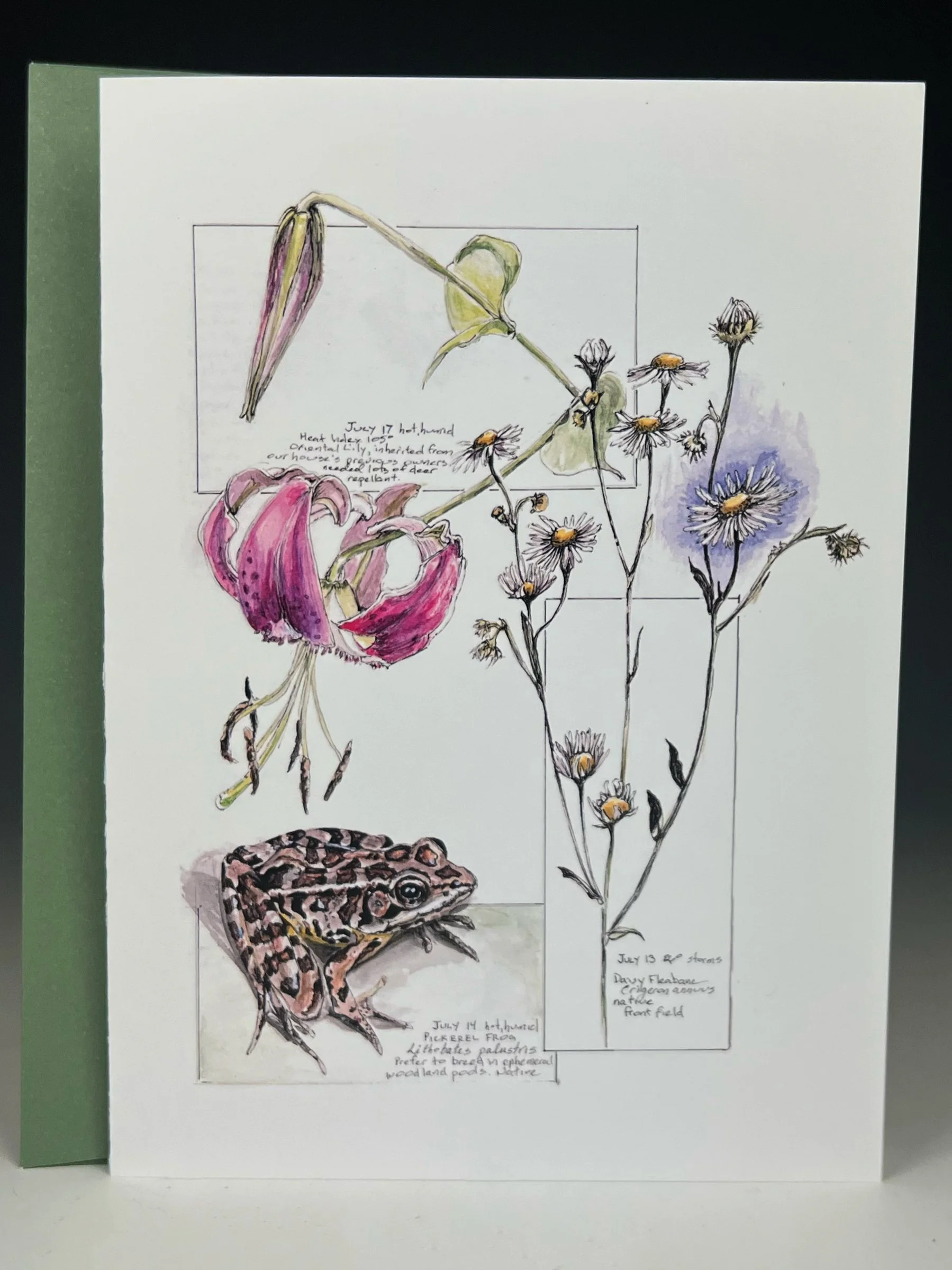 Pickerel Frog, Daisy Fleabane, Oriental Lily Greeting Card