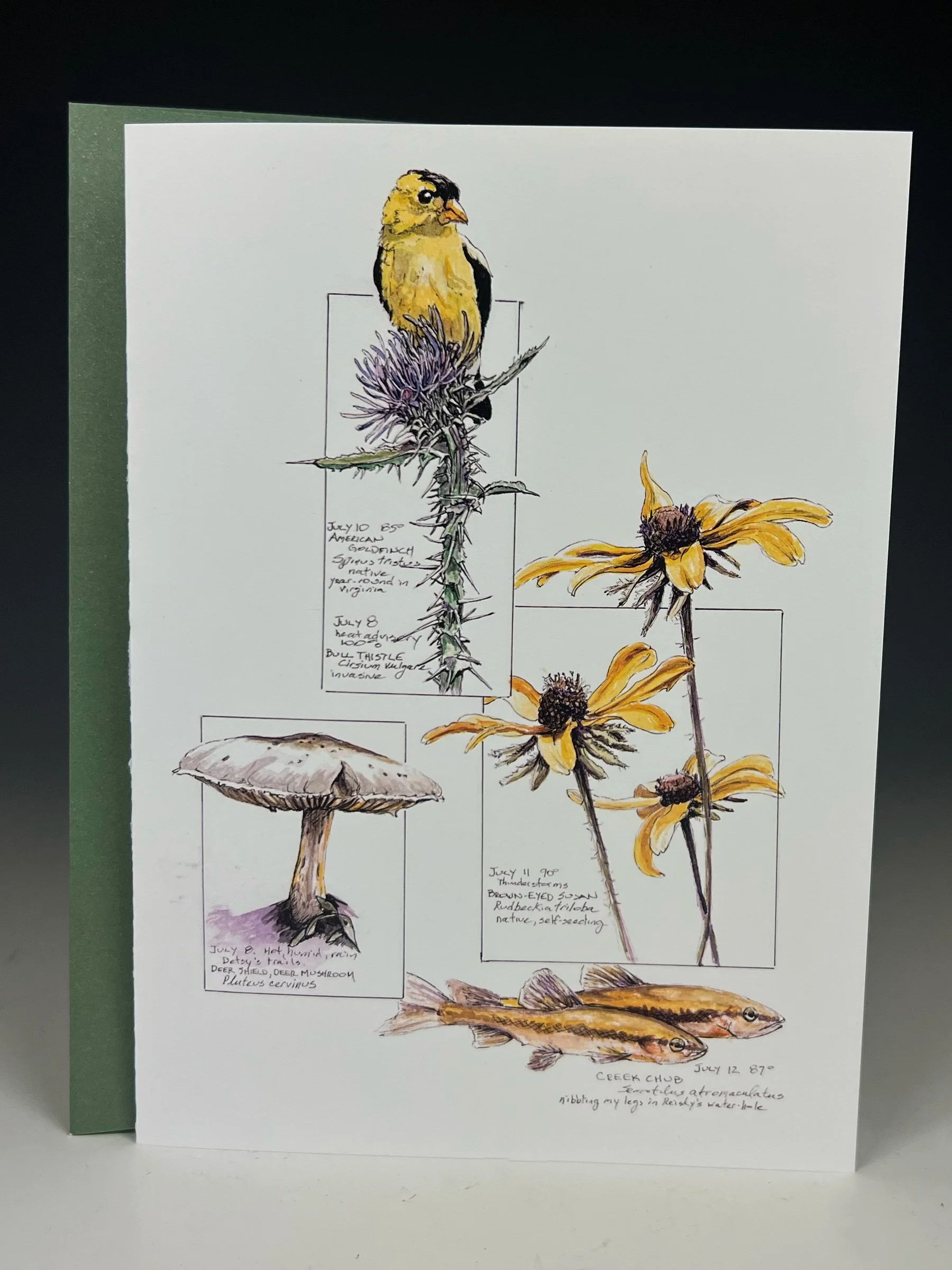 Goldfinch, Brown-eyed Susan, Creek Chub, Deer Shiel Mushroom Greeting Card
